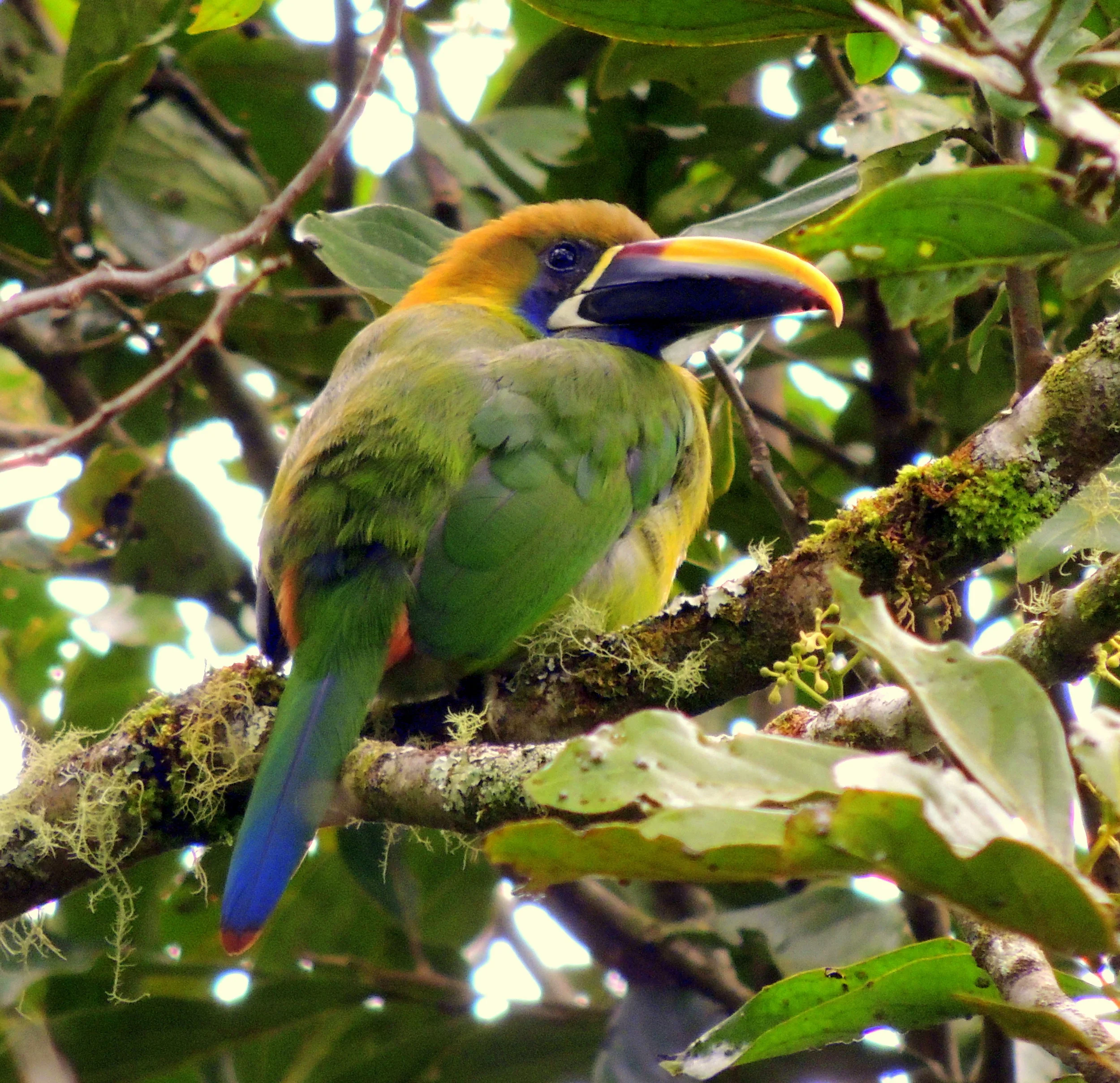 Emerald toucanet (Aulacorhynchus prasinus)