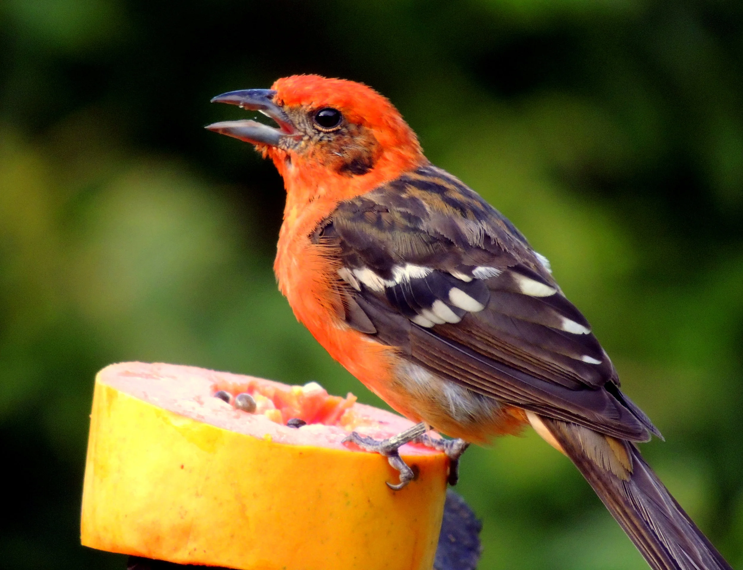 Flame-colored tanager (Piranga bidentata)