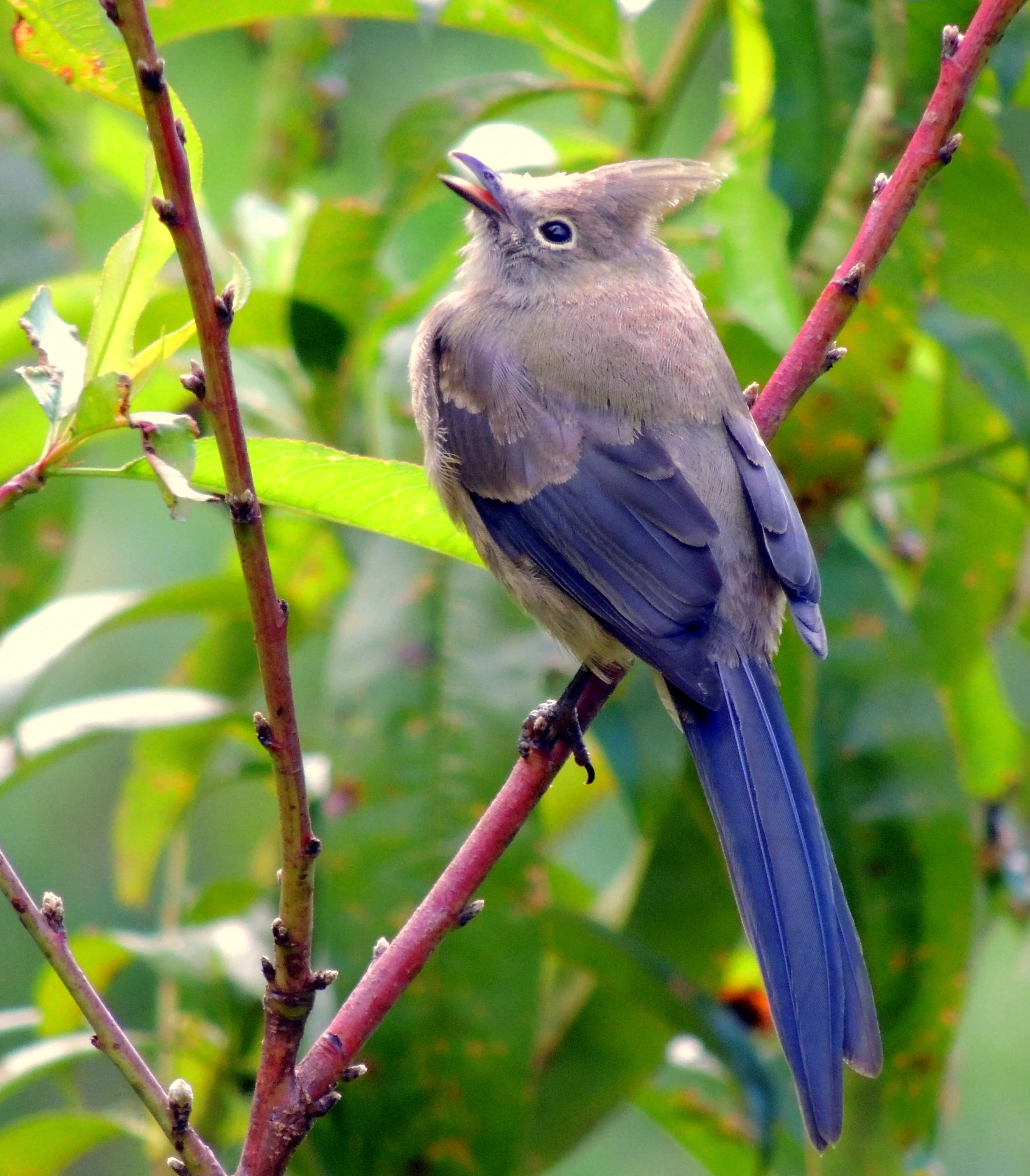Long-tailed silky flycatcher (Ptiliogonys caudatus)