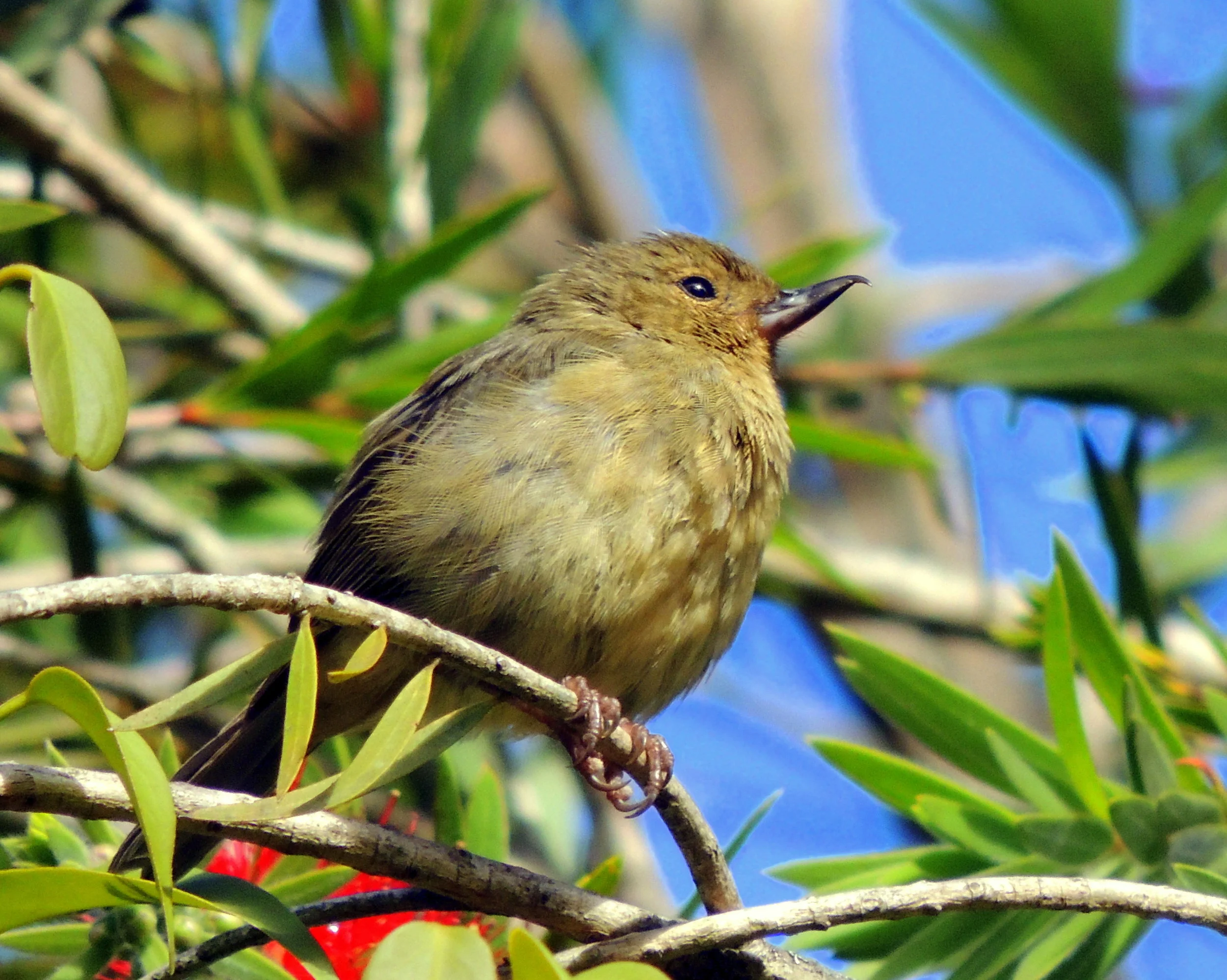Slaty flowerpiercer female (Diglossa plumbea)