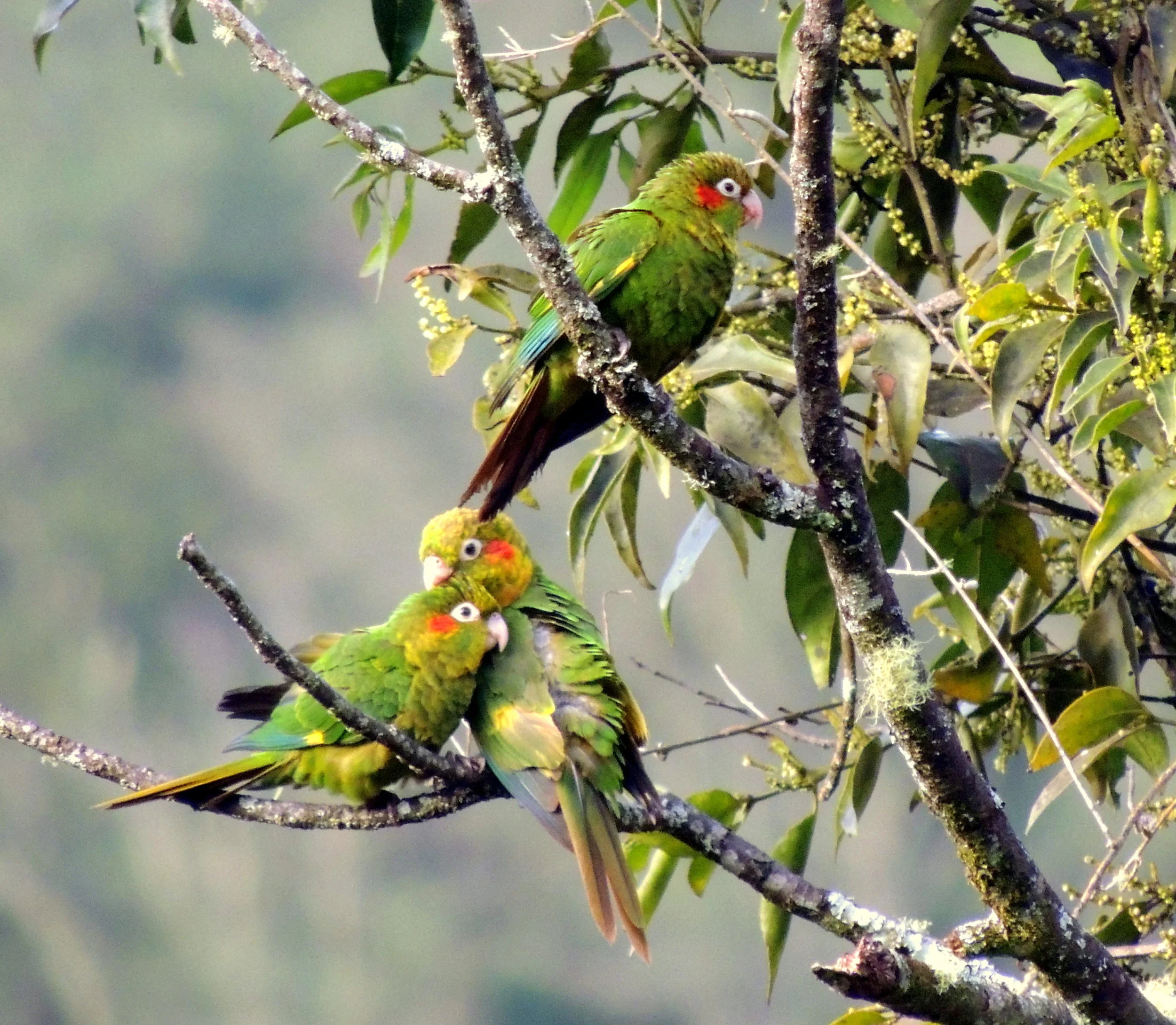 Sulphur-winged Parakeet (Pyrrhura hoffmanni)