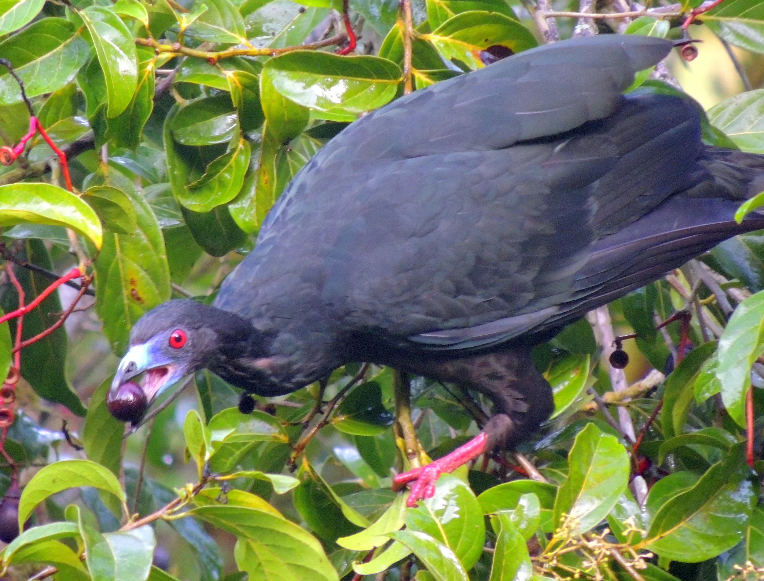 Black guan (Chamaepetes unicolor)