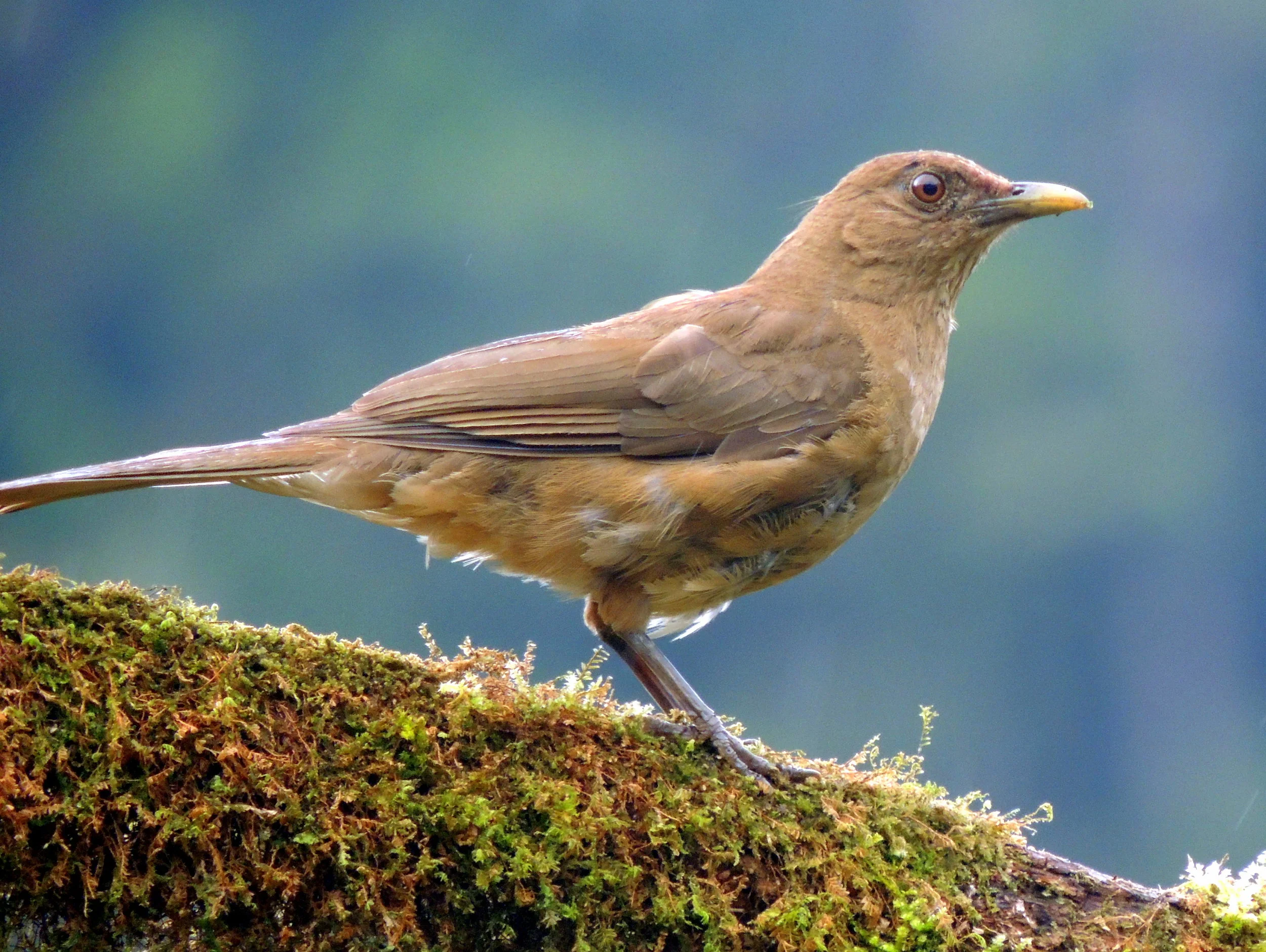 Clay-colored thrush (Turdus grayi), the national bird of Costa Rica, known as El Yigüirro.