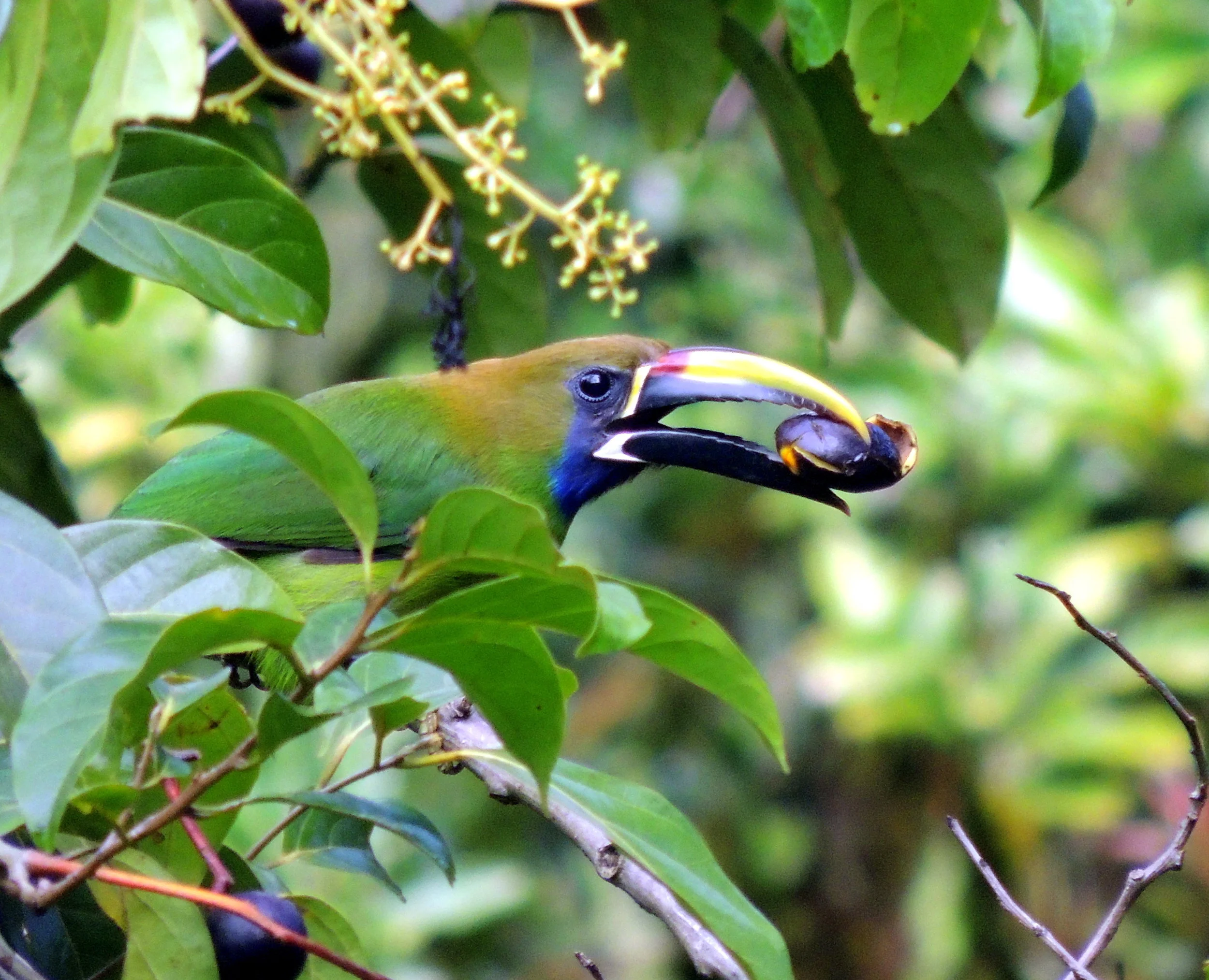 Emerald toucanet (Aulacorhynchus prasinus)