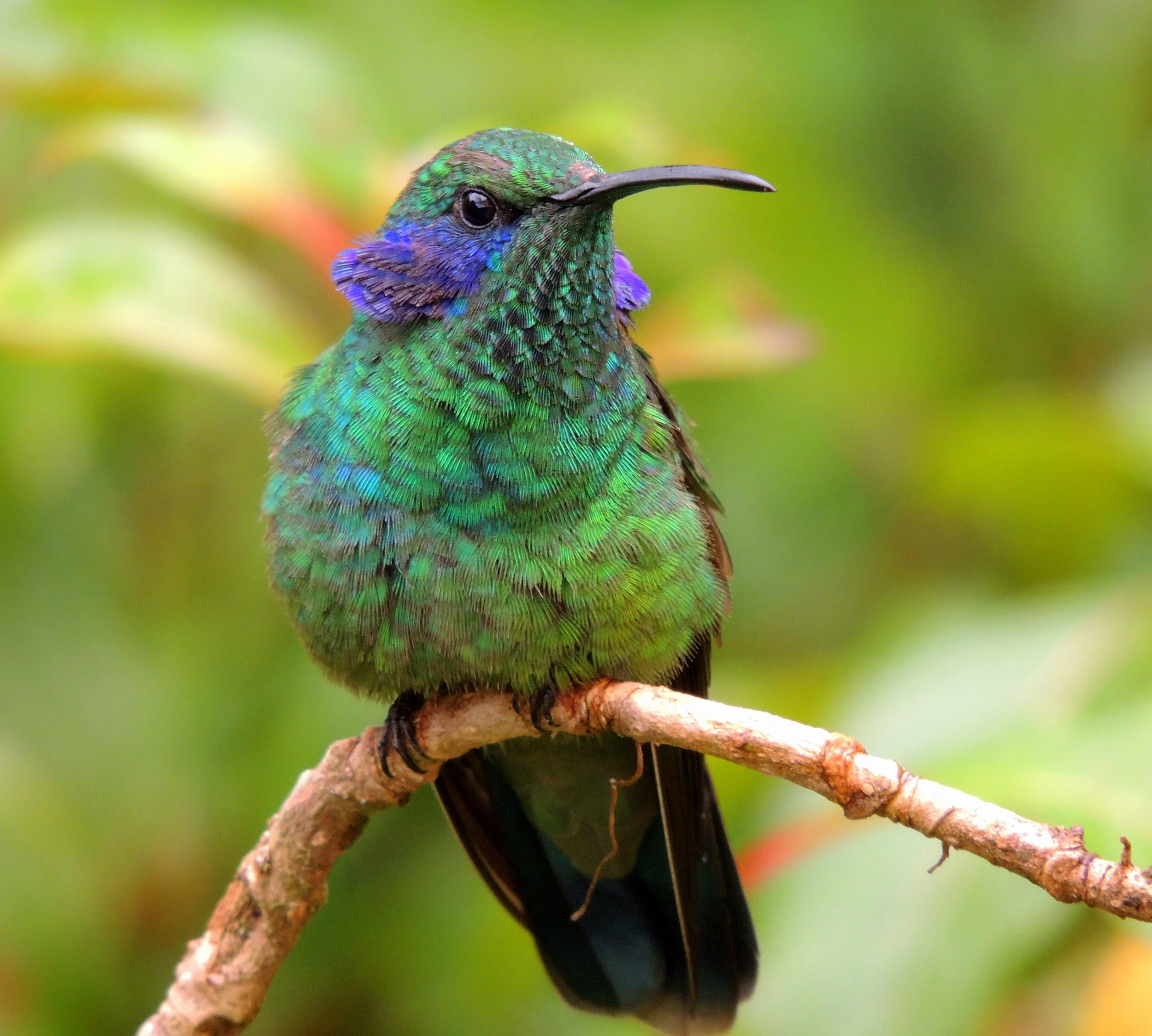 Green violet ear (Colibri thalassinus)