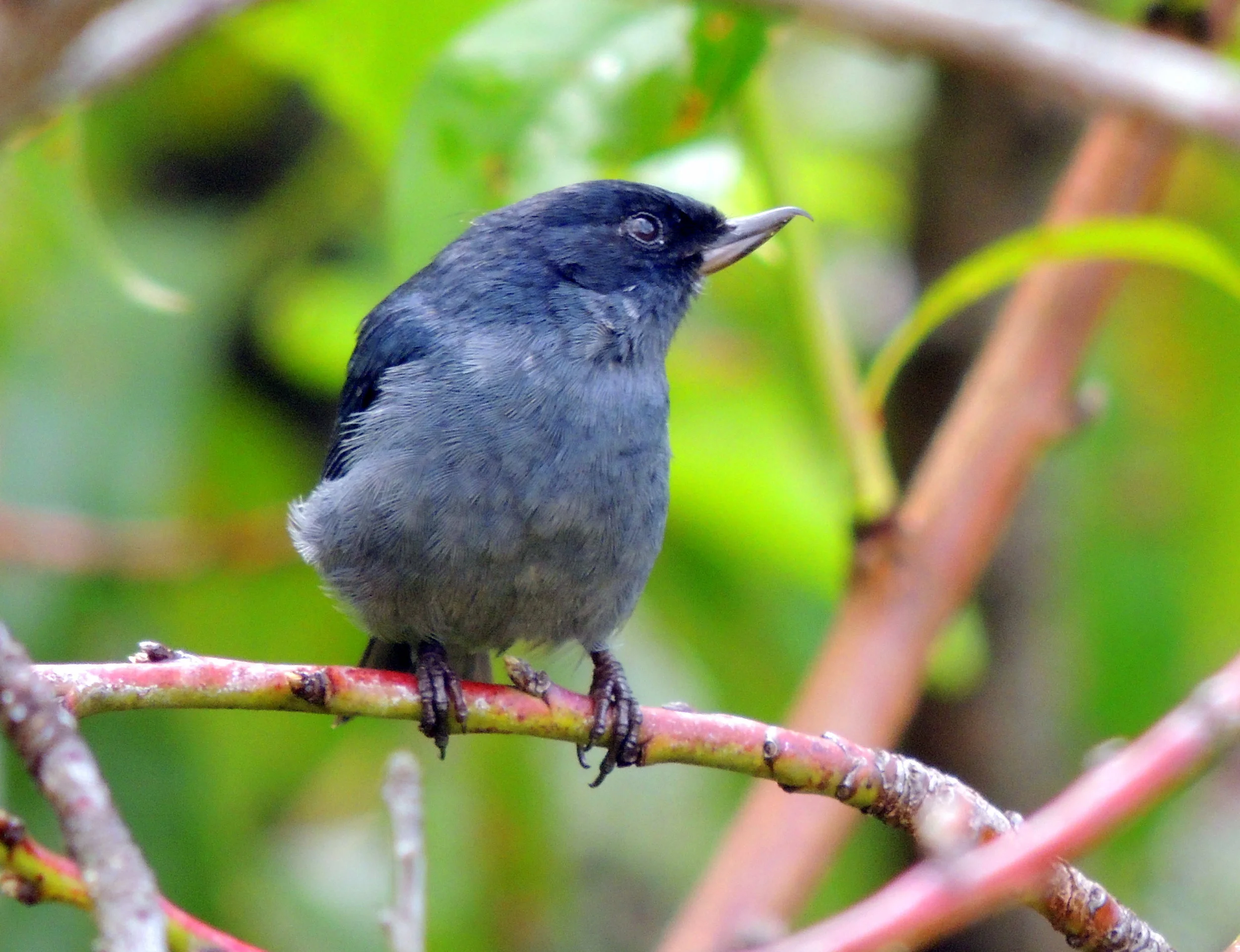 Slaty flowerpiercer male (Diglossa plumbea)