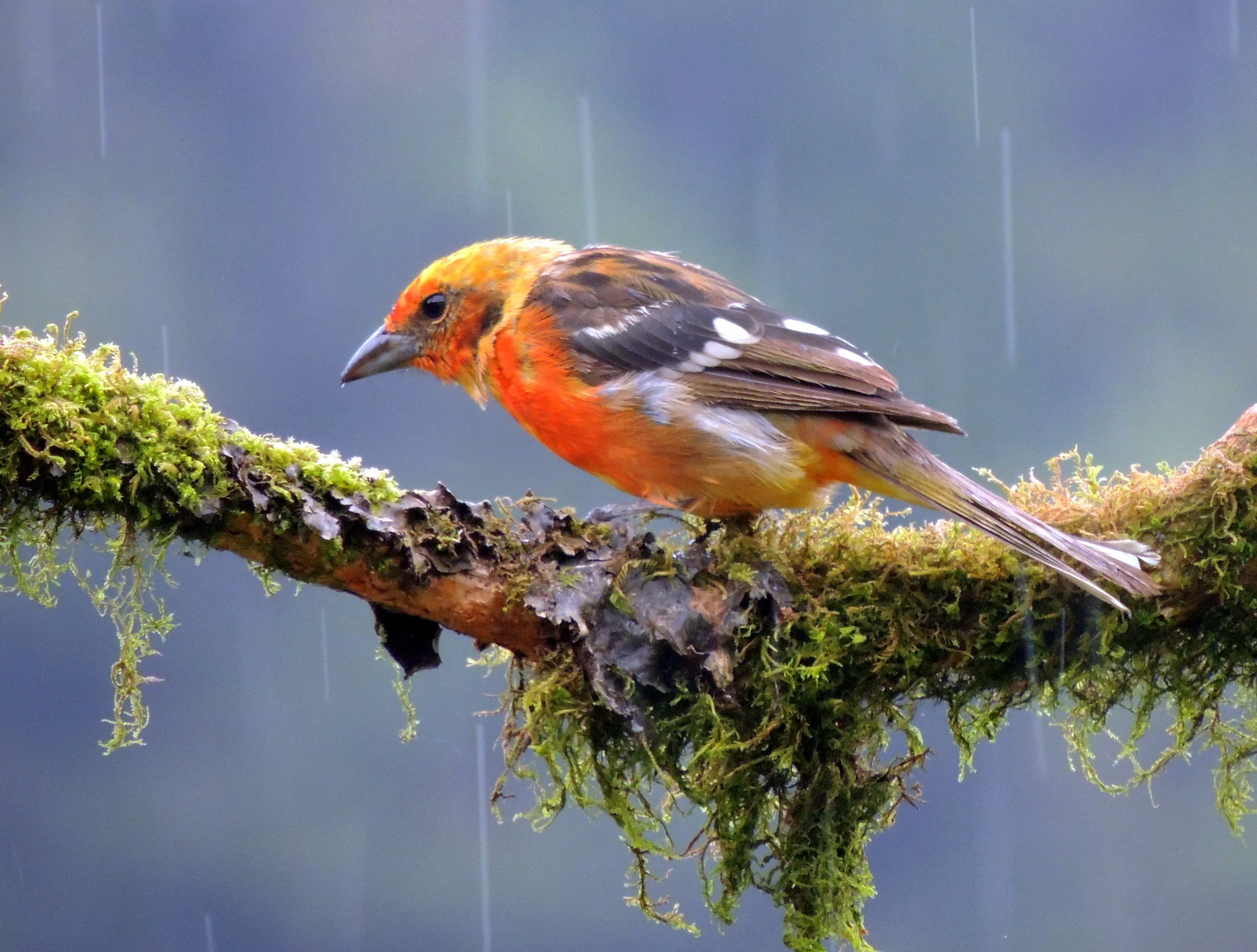 Flame-colored tanager (Piranga bidentata)