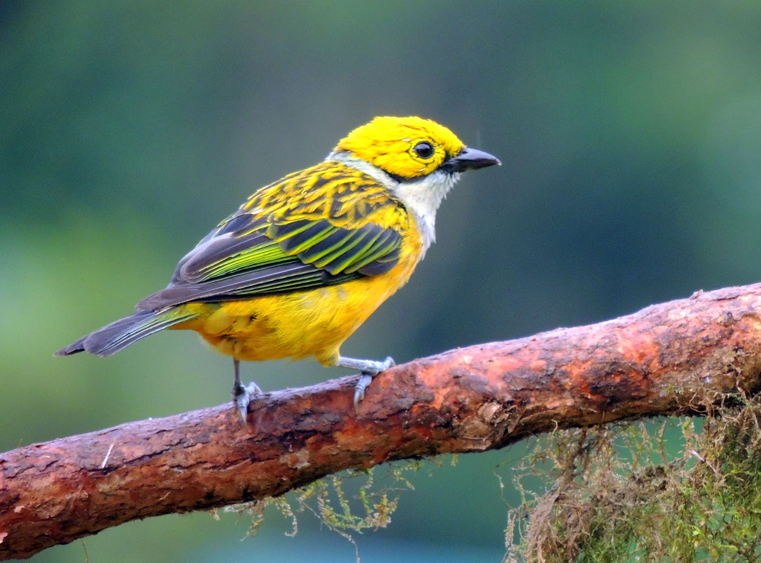Silver-throated tanager (Tangara icterocephala)