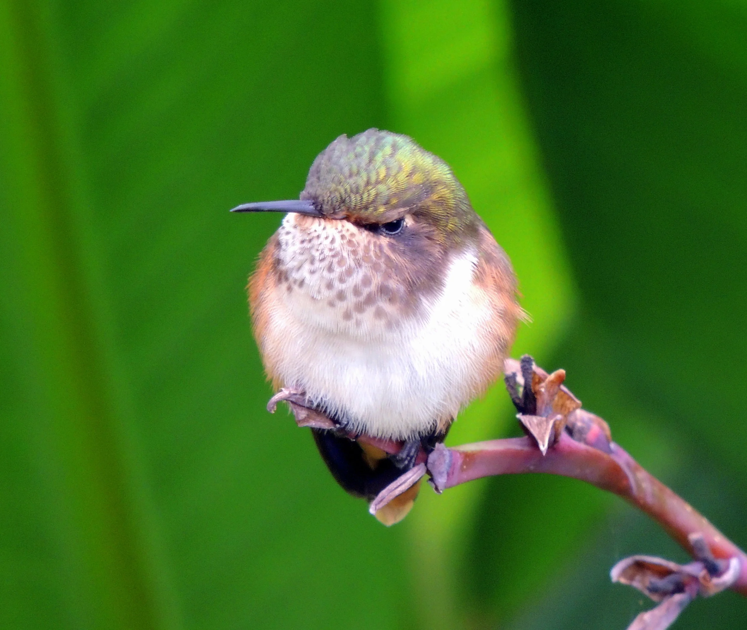 Volcano hummingbird (Selasphorus flammula)