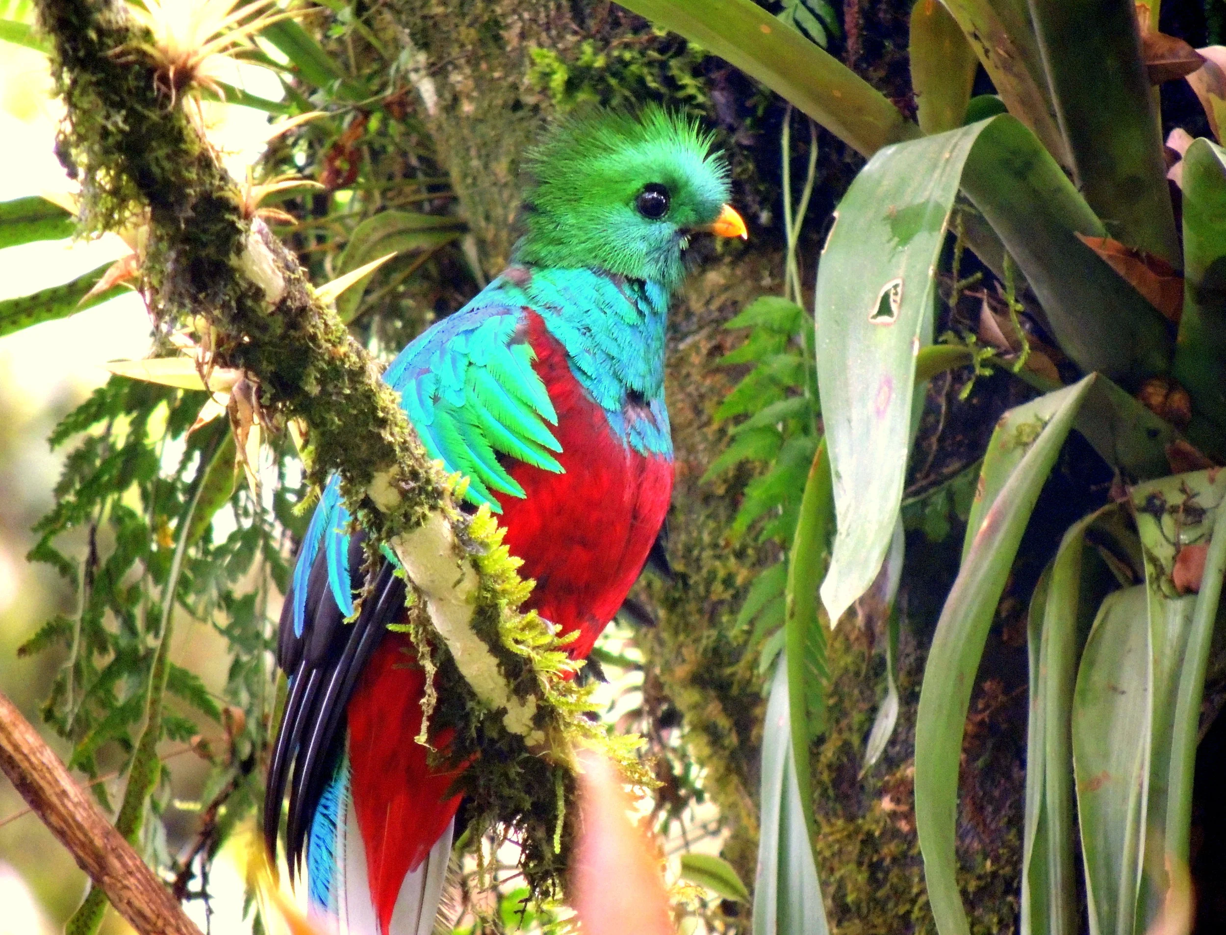 Resplendent Quetzal male (Pharomachrus mocinno)