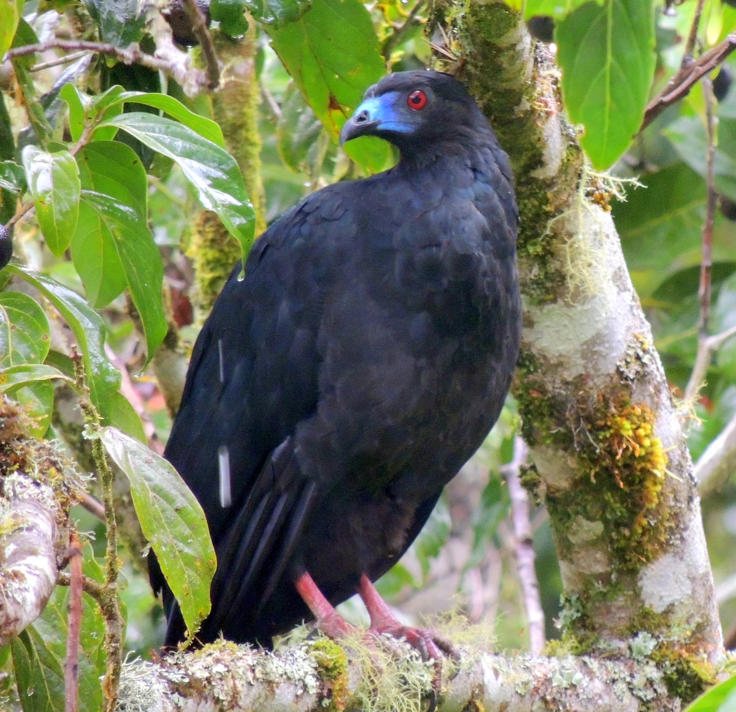 Black guan (Chamaepetes unicolor)