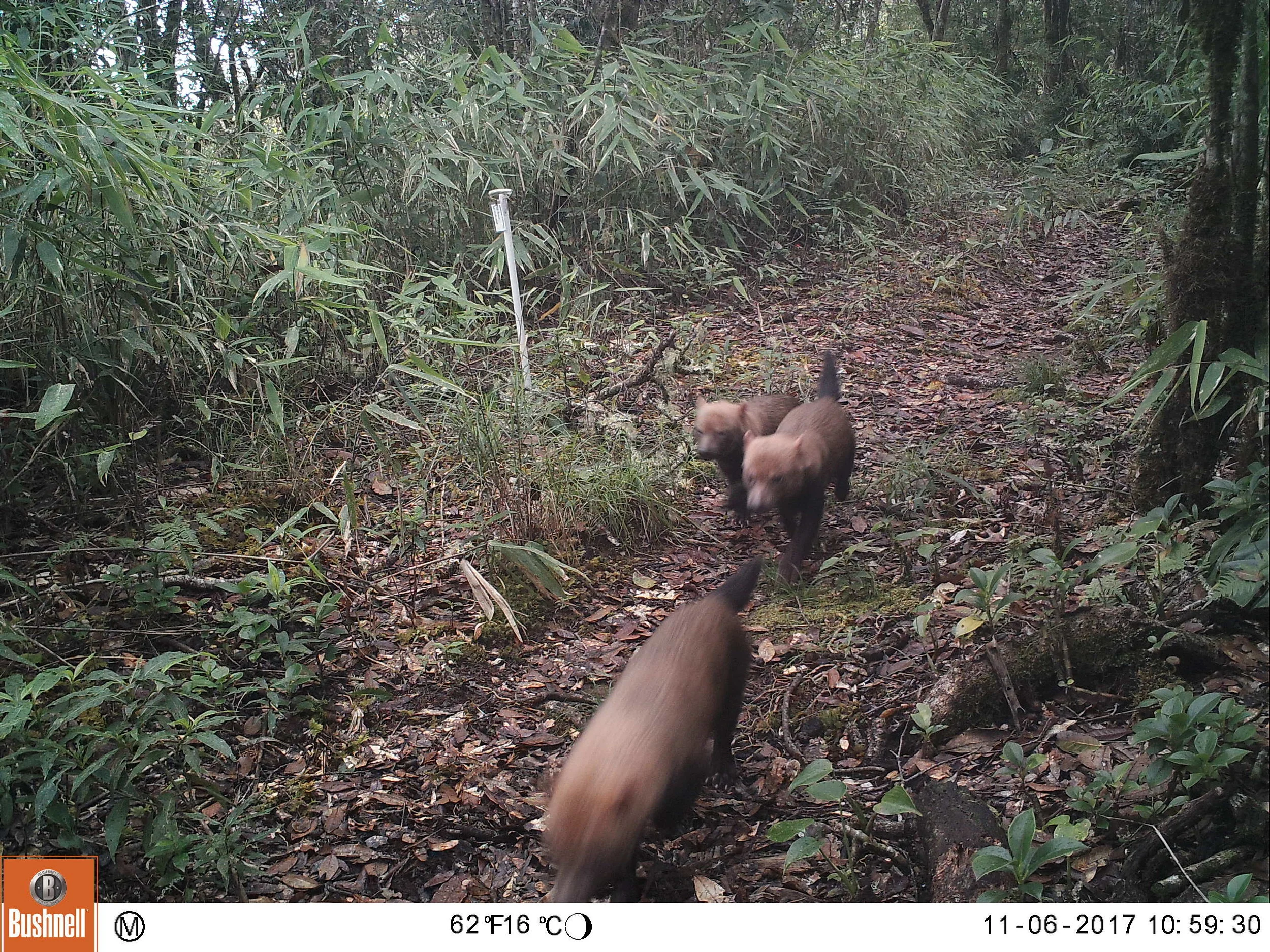 Bush dogs (Speothos venaticus)