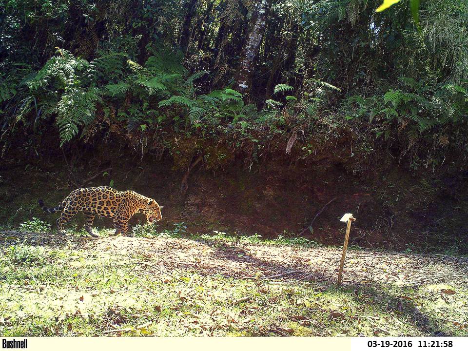 Jaguar (Panthera onca)