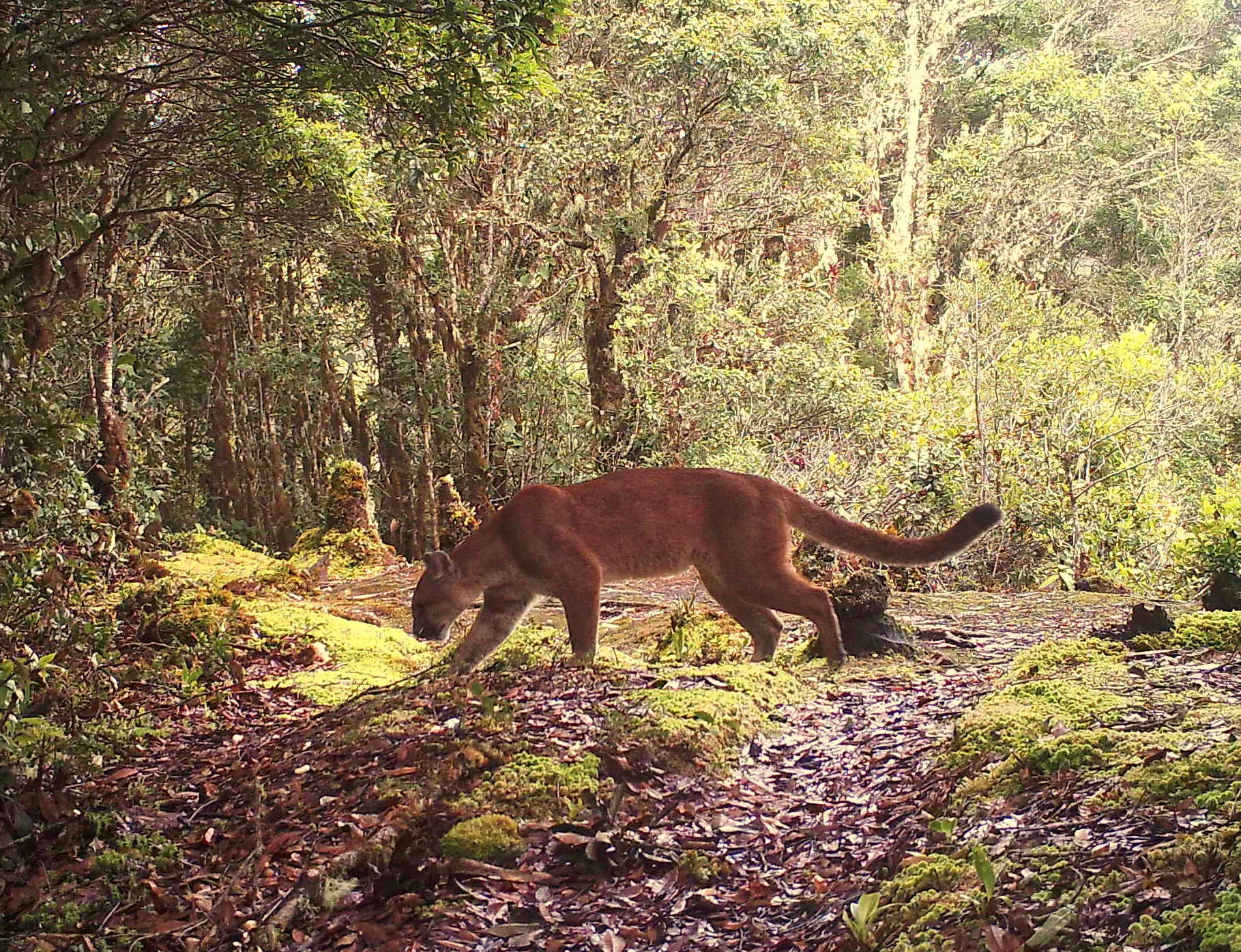 Puma (Puma concolor)