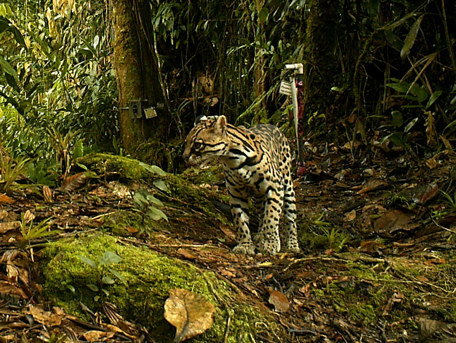 Ocelot (Leopardus pardalis)