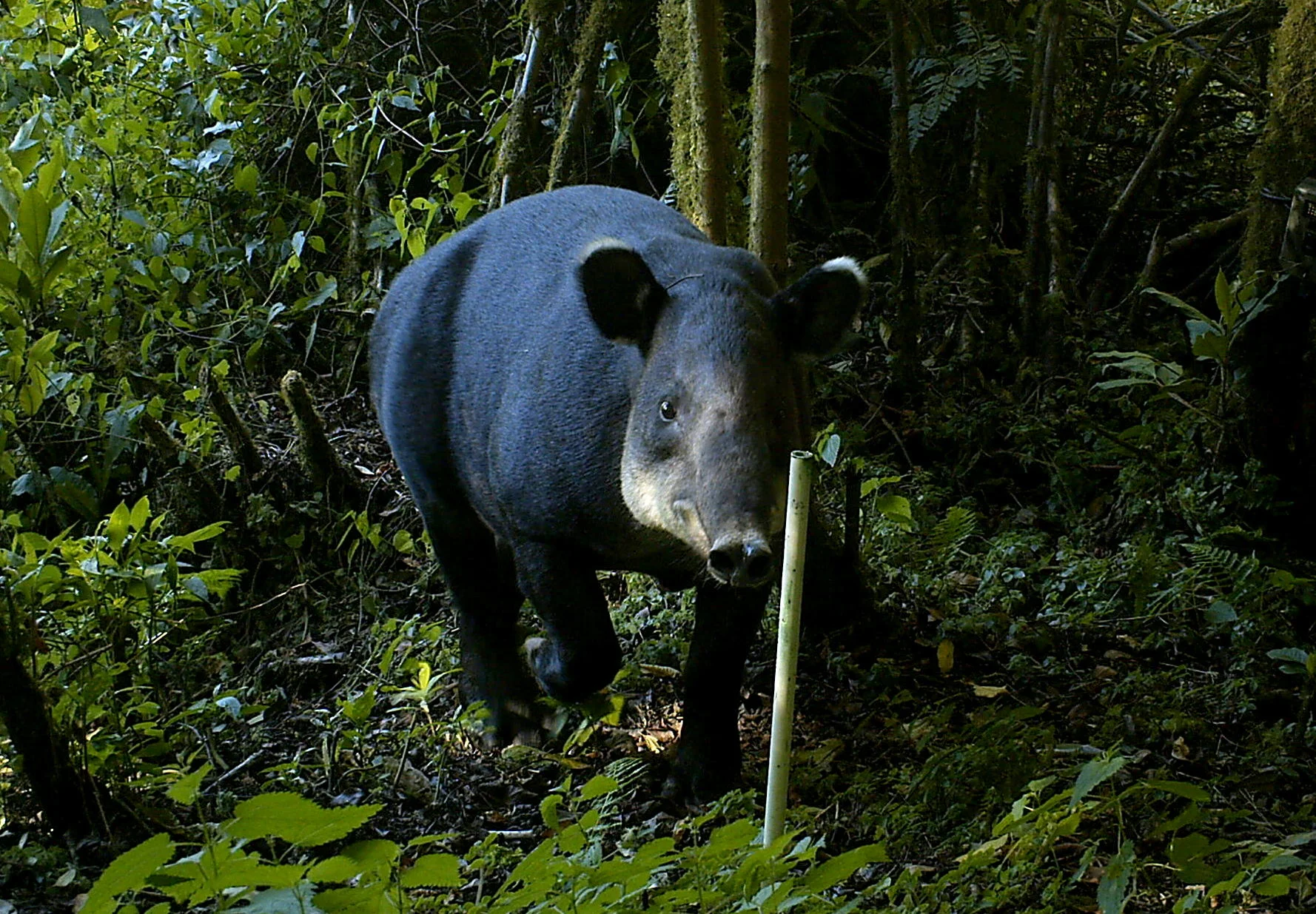 Baird's tapir (Tapirus bairdii)