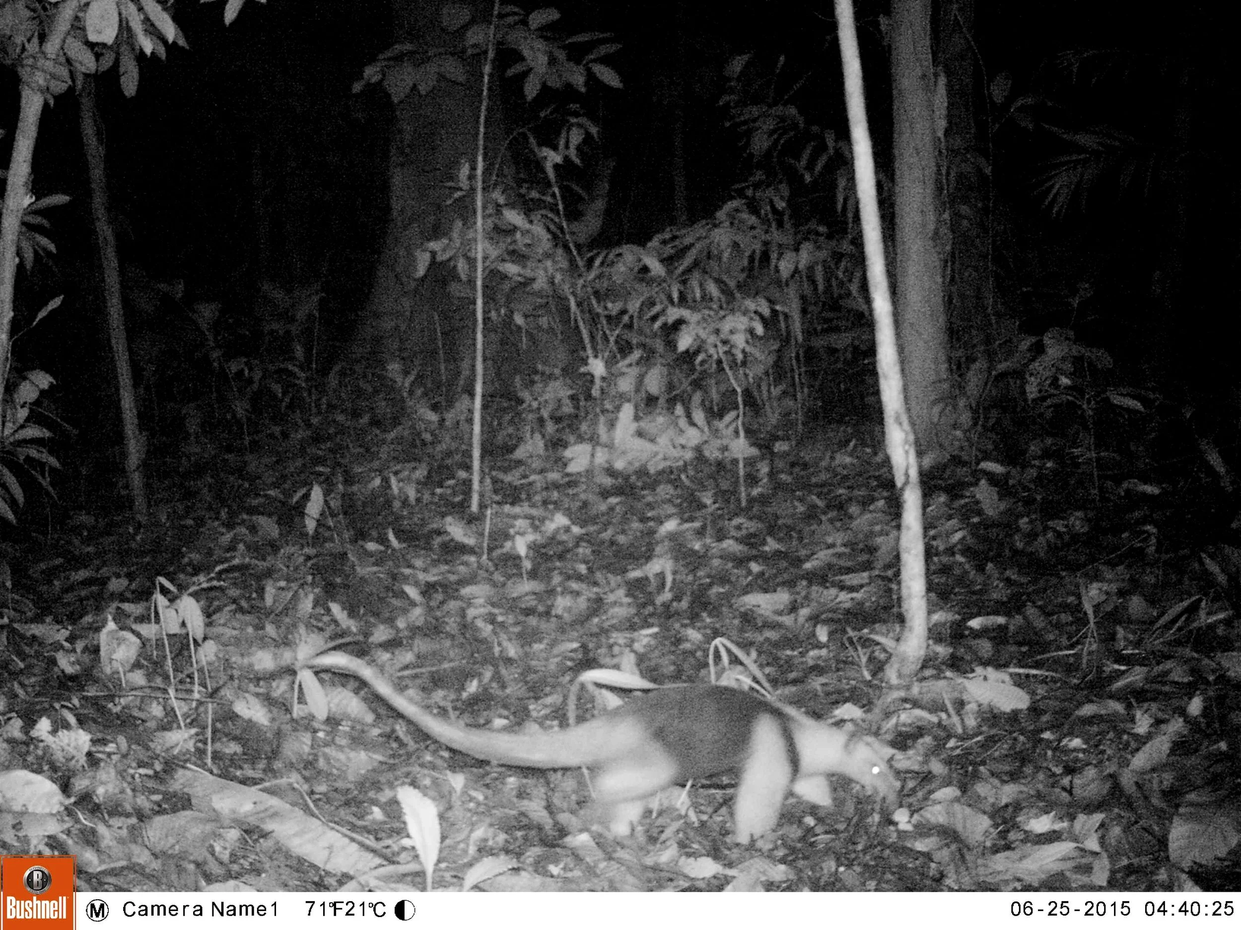 Tamandua anteater (Tamandua mexicana)