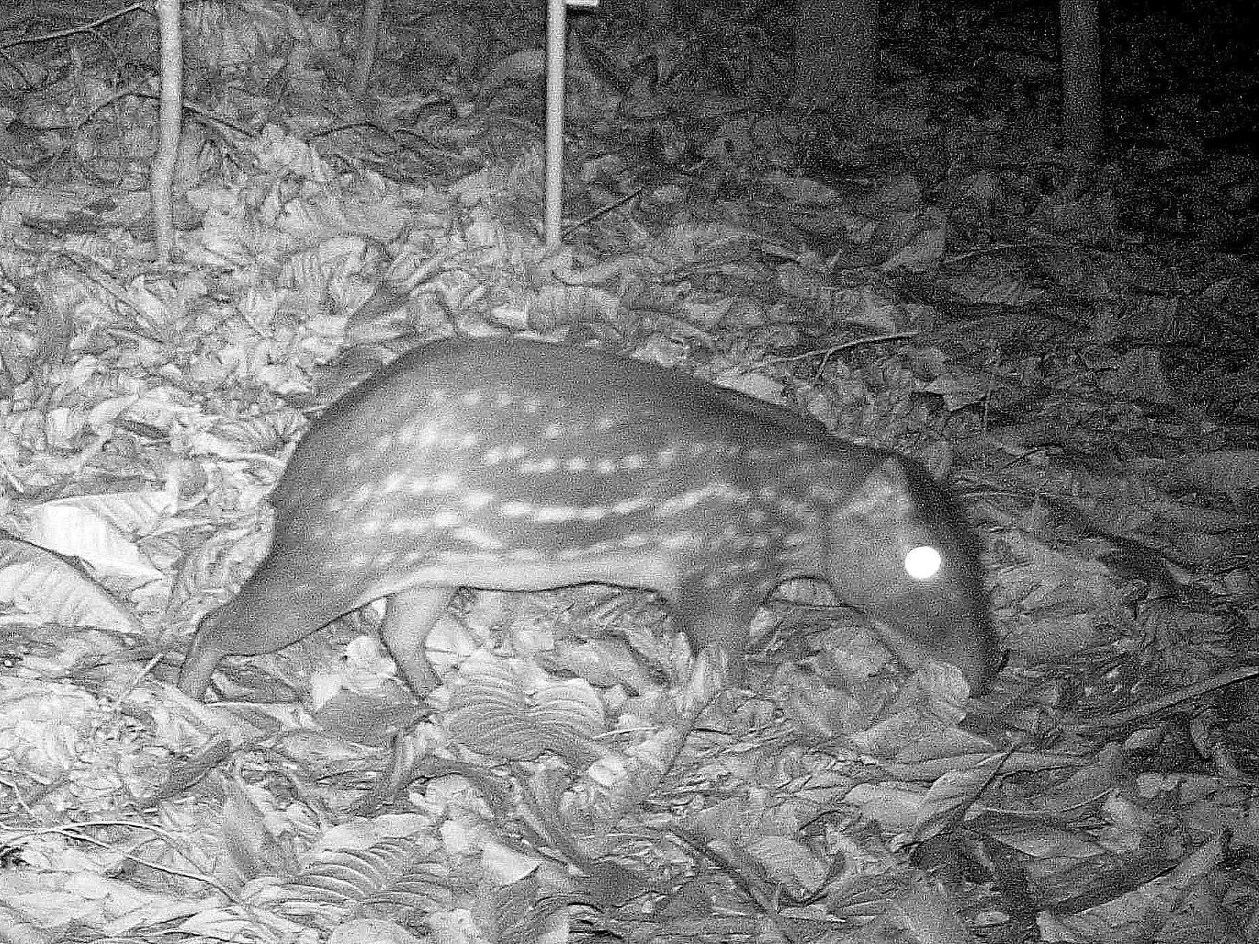 Paca (Cuniculus paca)