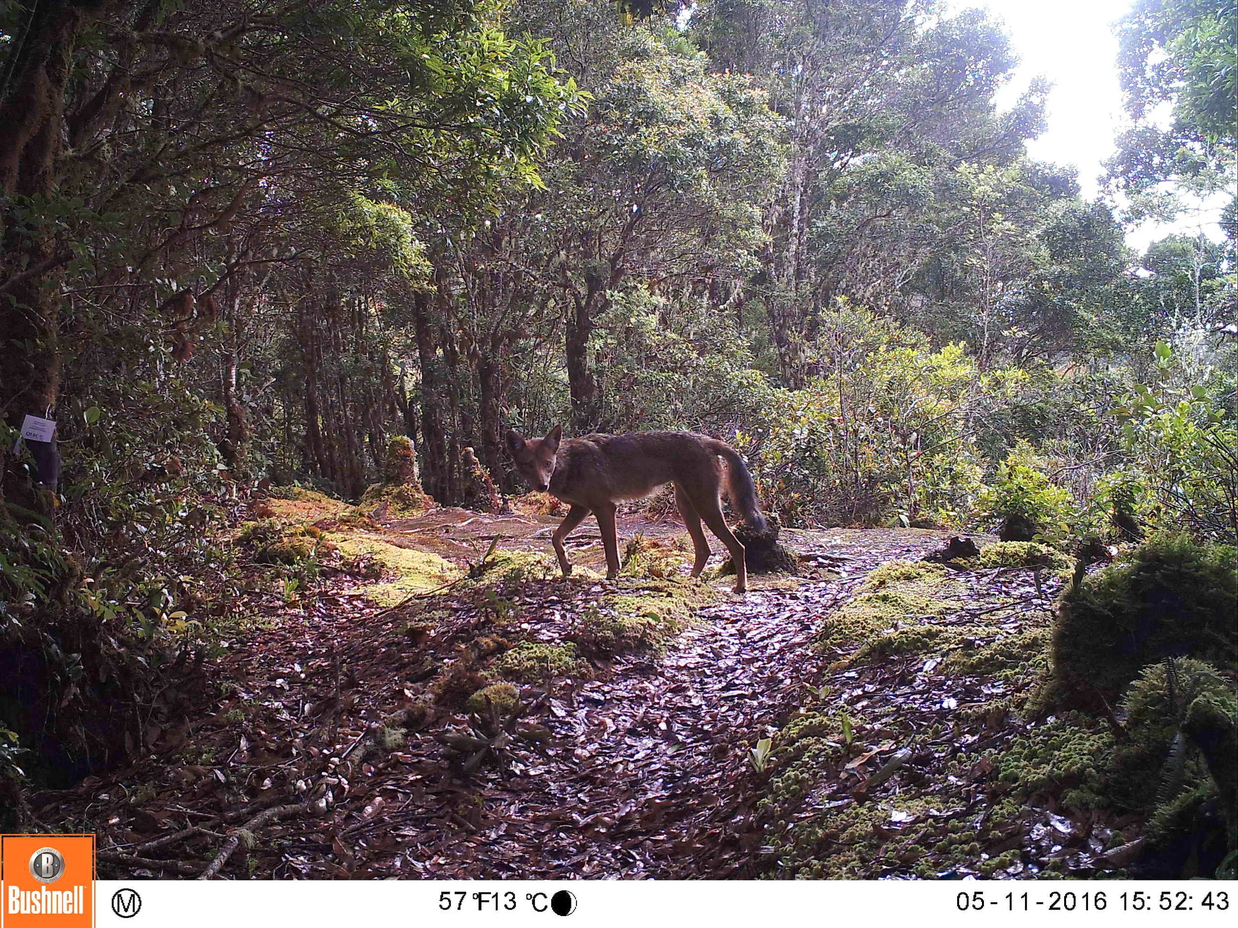 Coyote (Canis latrans)