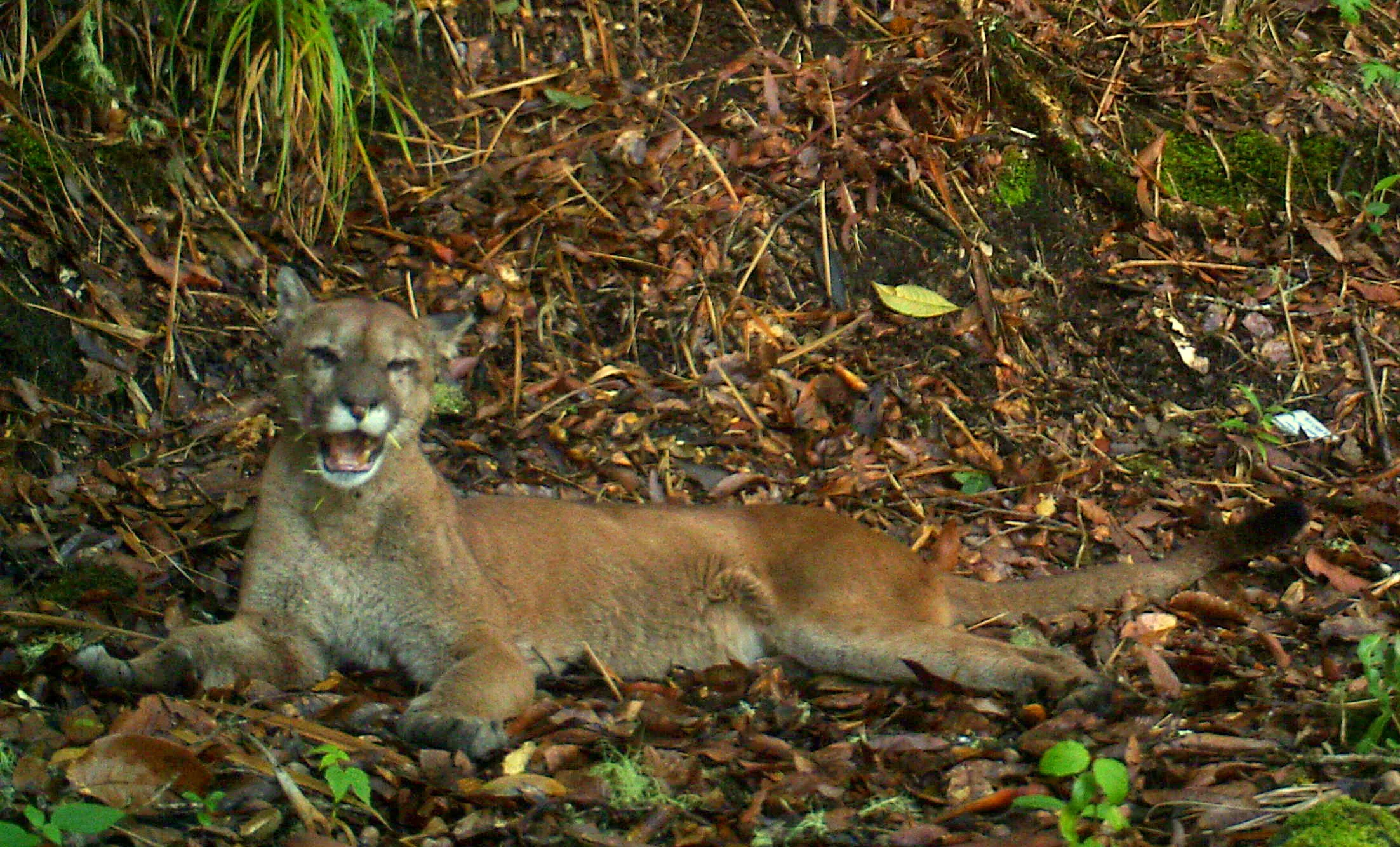 Puma (Puma concolor) with porcupine quills in face