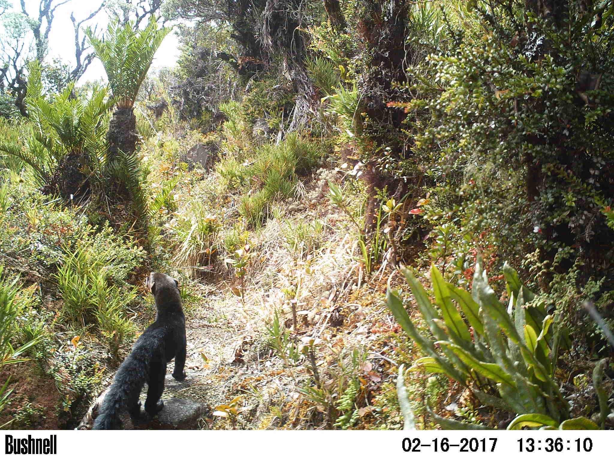 Tayra (Eira barbara)