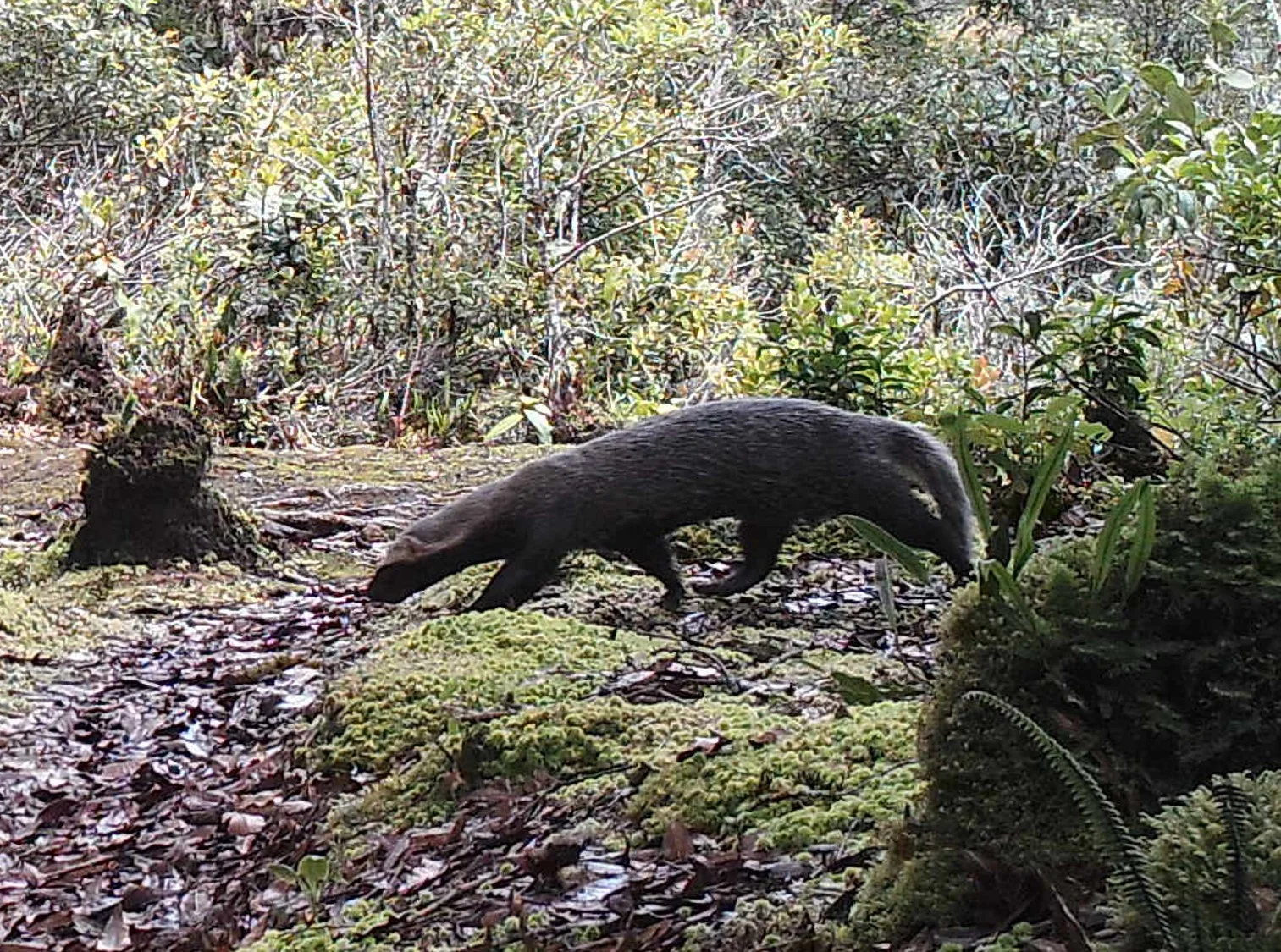 Greater grison (Galictis vittata)
