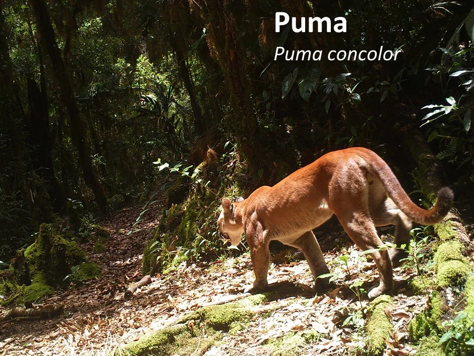 Puma (Puma concolor)