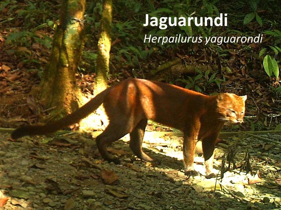 Jaguarundi (Herpailurus yagouaroundi)