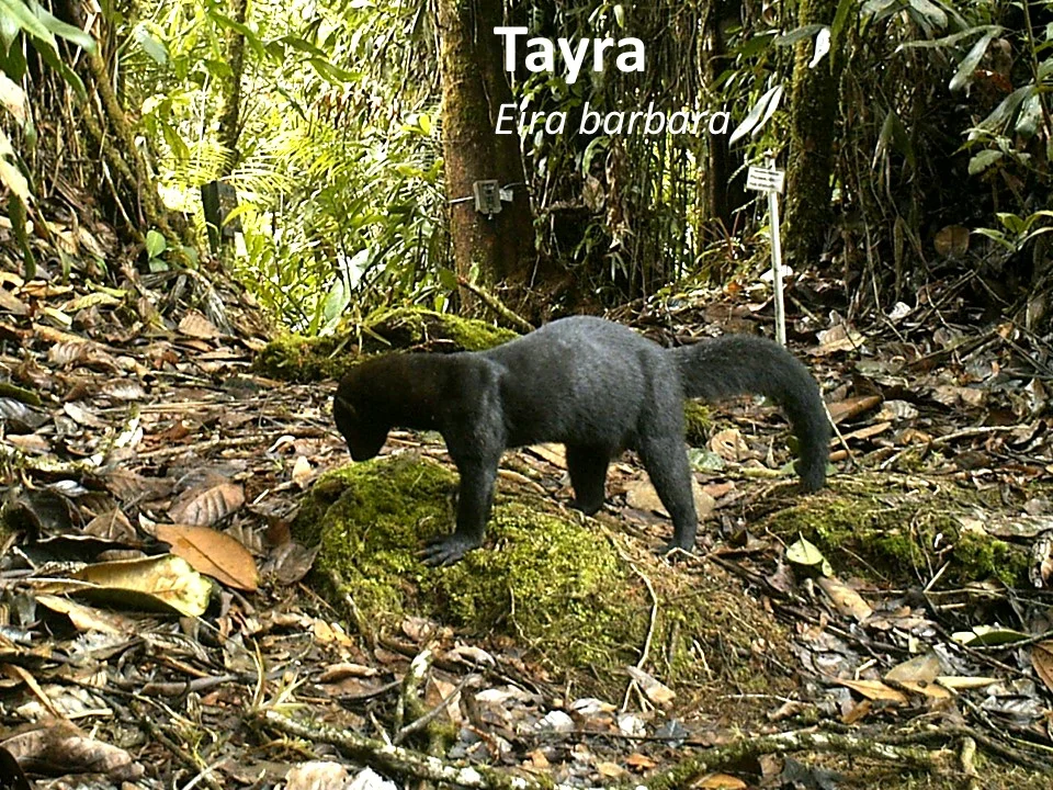 Tayra (Eira barbara)