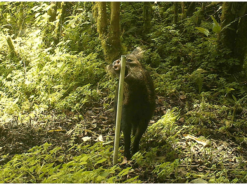 Collared peccary (Pecari tajacu)