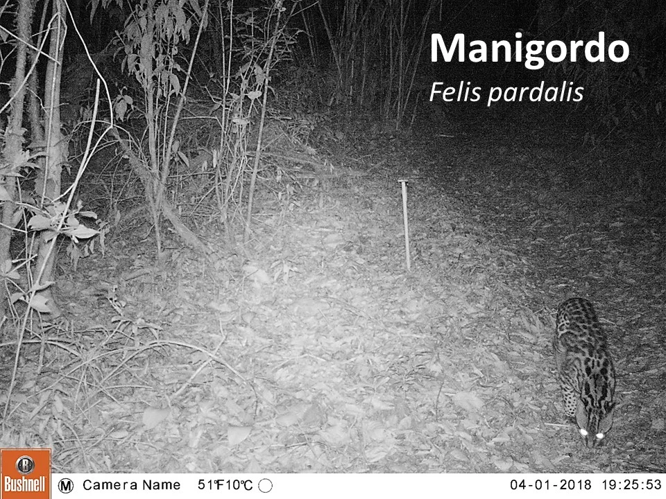 Ocelot (Leopardus pardalis)