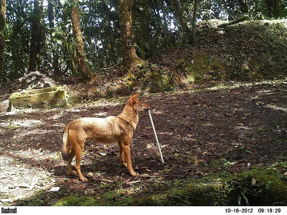 Coyote (Canis latrans)