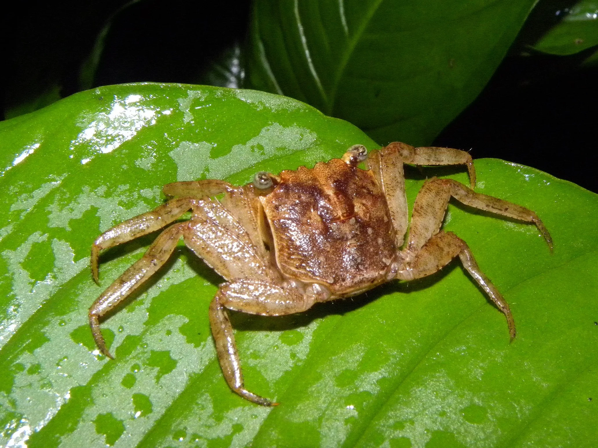 Crab+on+leaf+at+HB.jpg