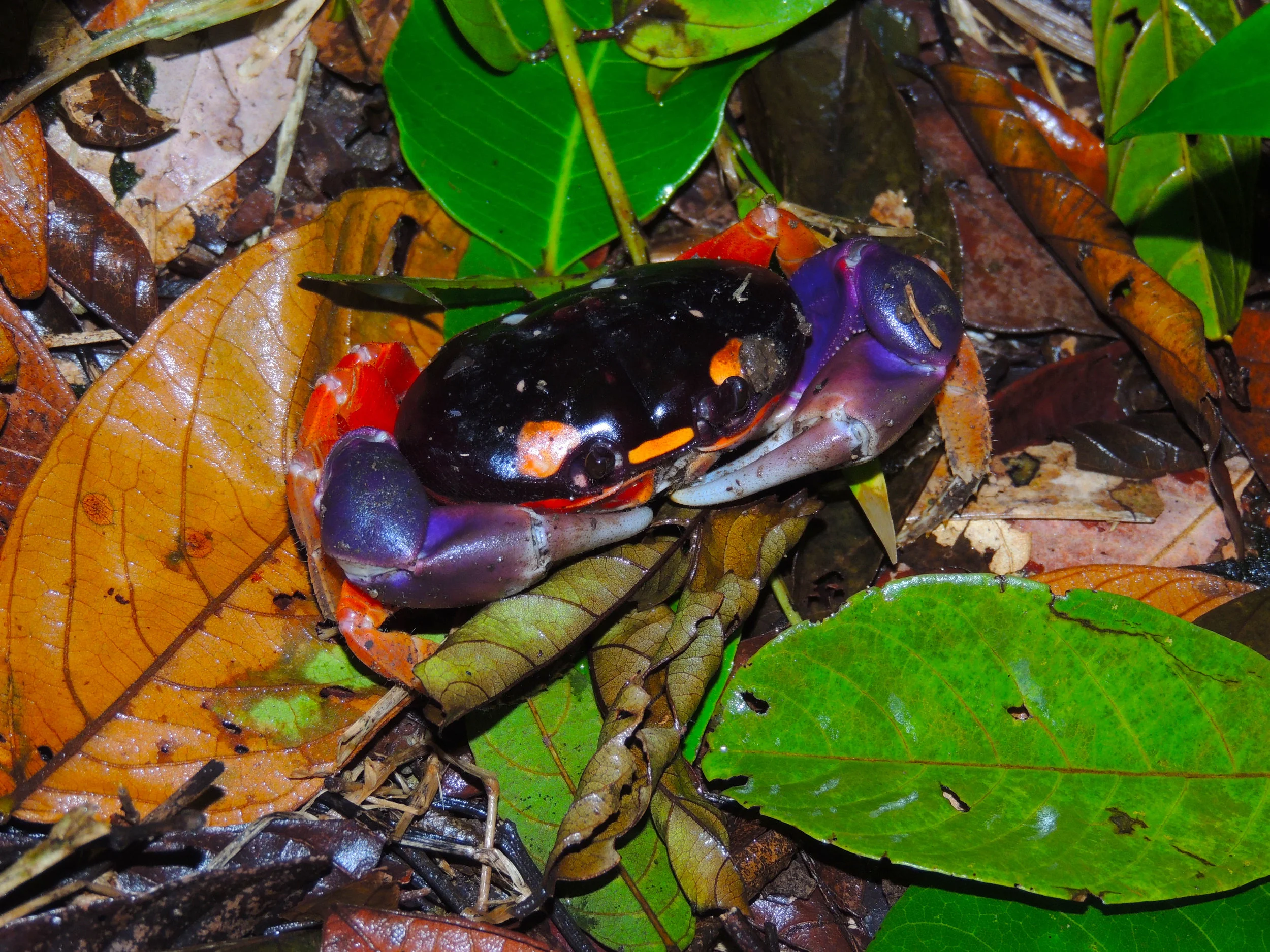 Halloween crab ENHANCED.jpg