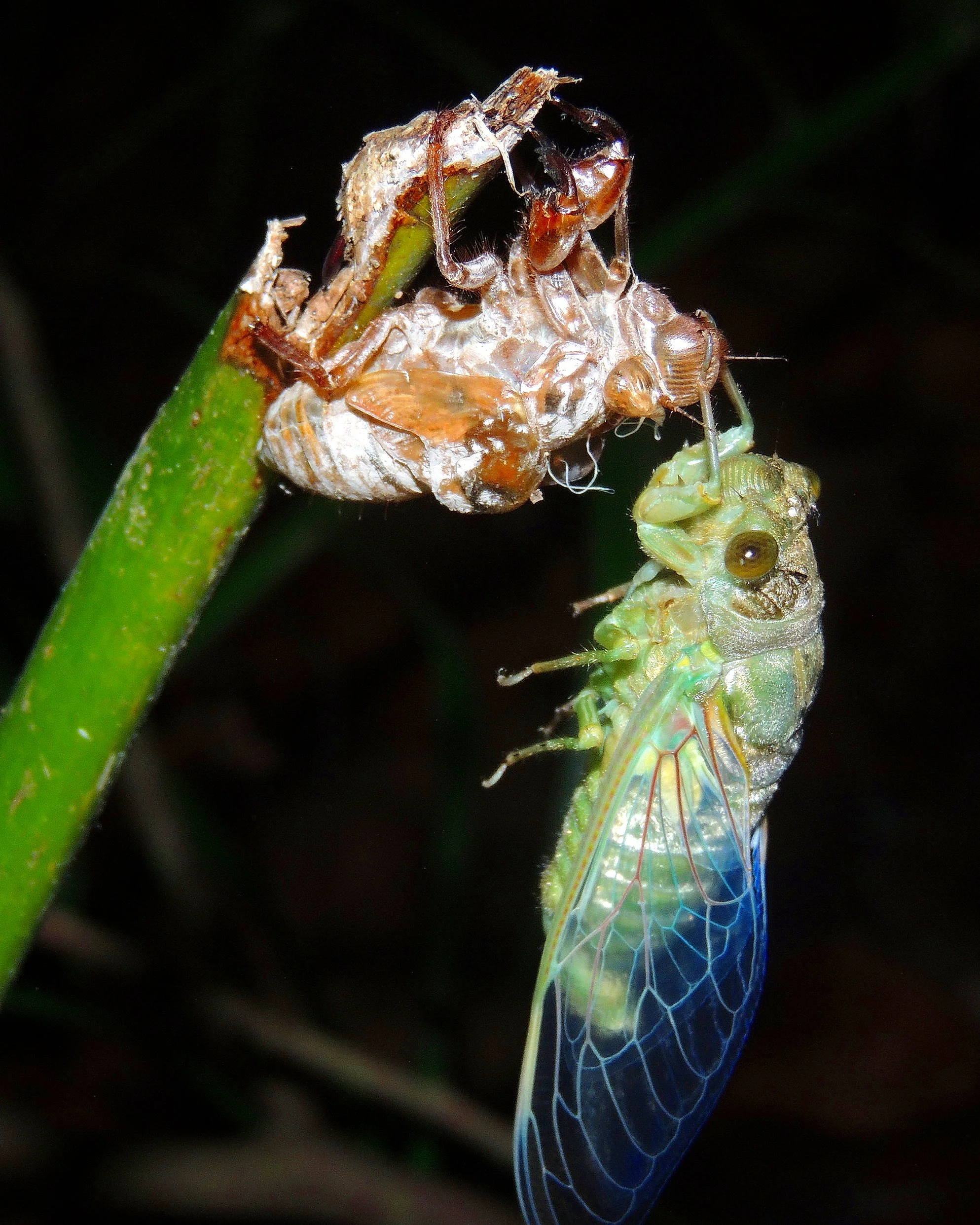 Cicada+1.jpg