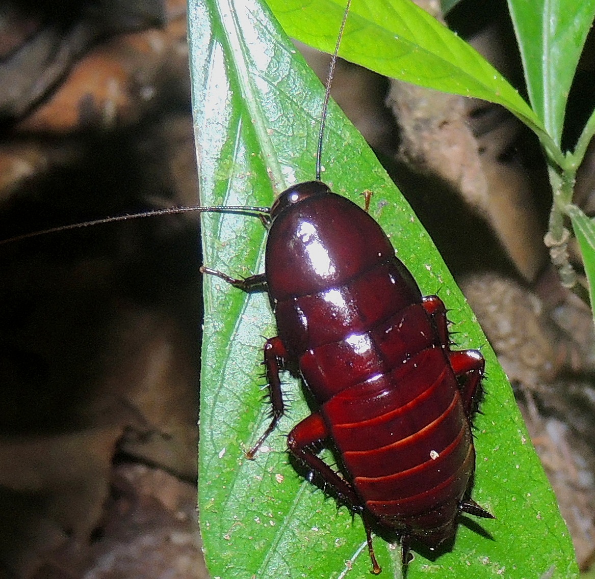 Cockroach+1.jpg
