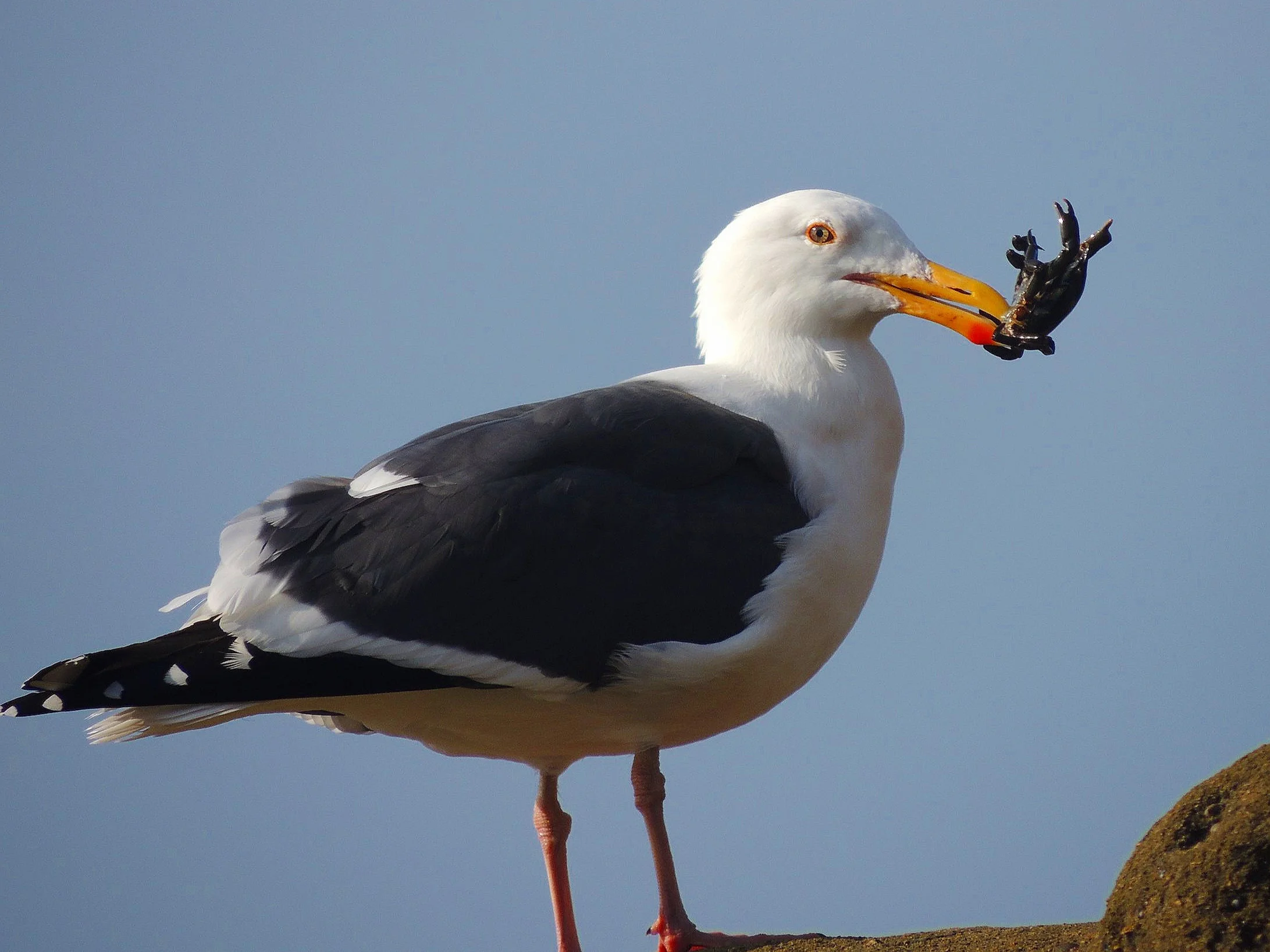 Western+gull+1.jpg