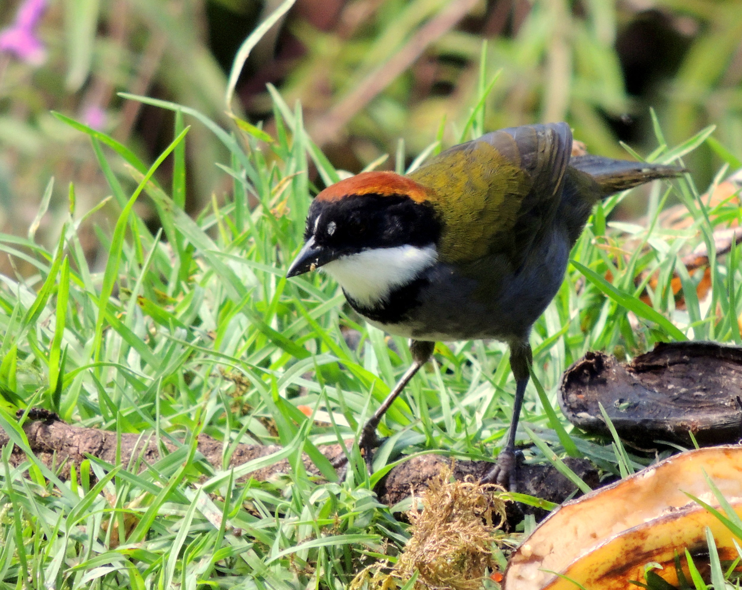 Chestnut-capped brushfinch (Arremon brunneinucha)