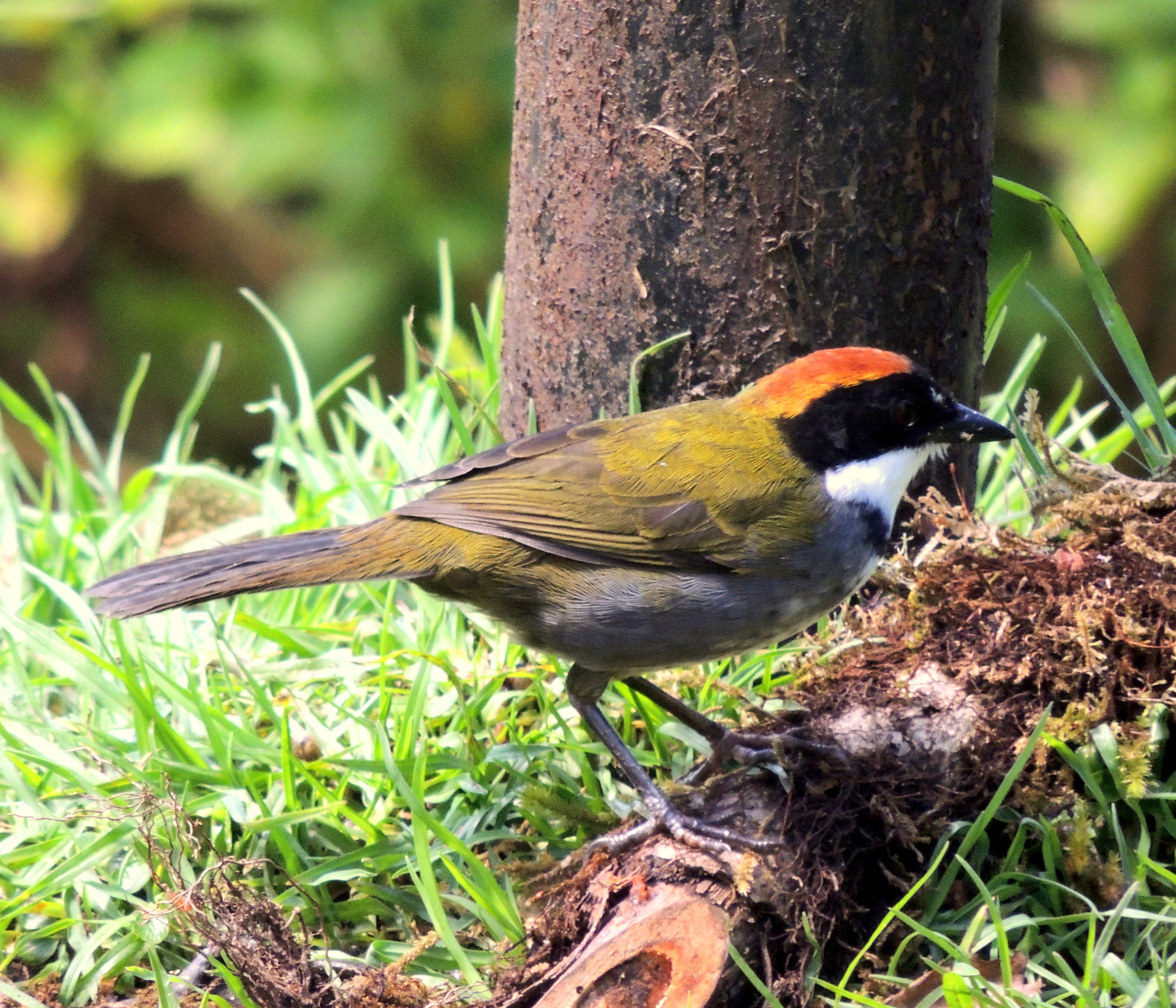 Chestnut-capped brushfinch