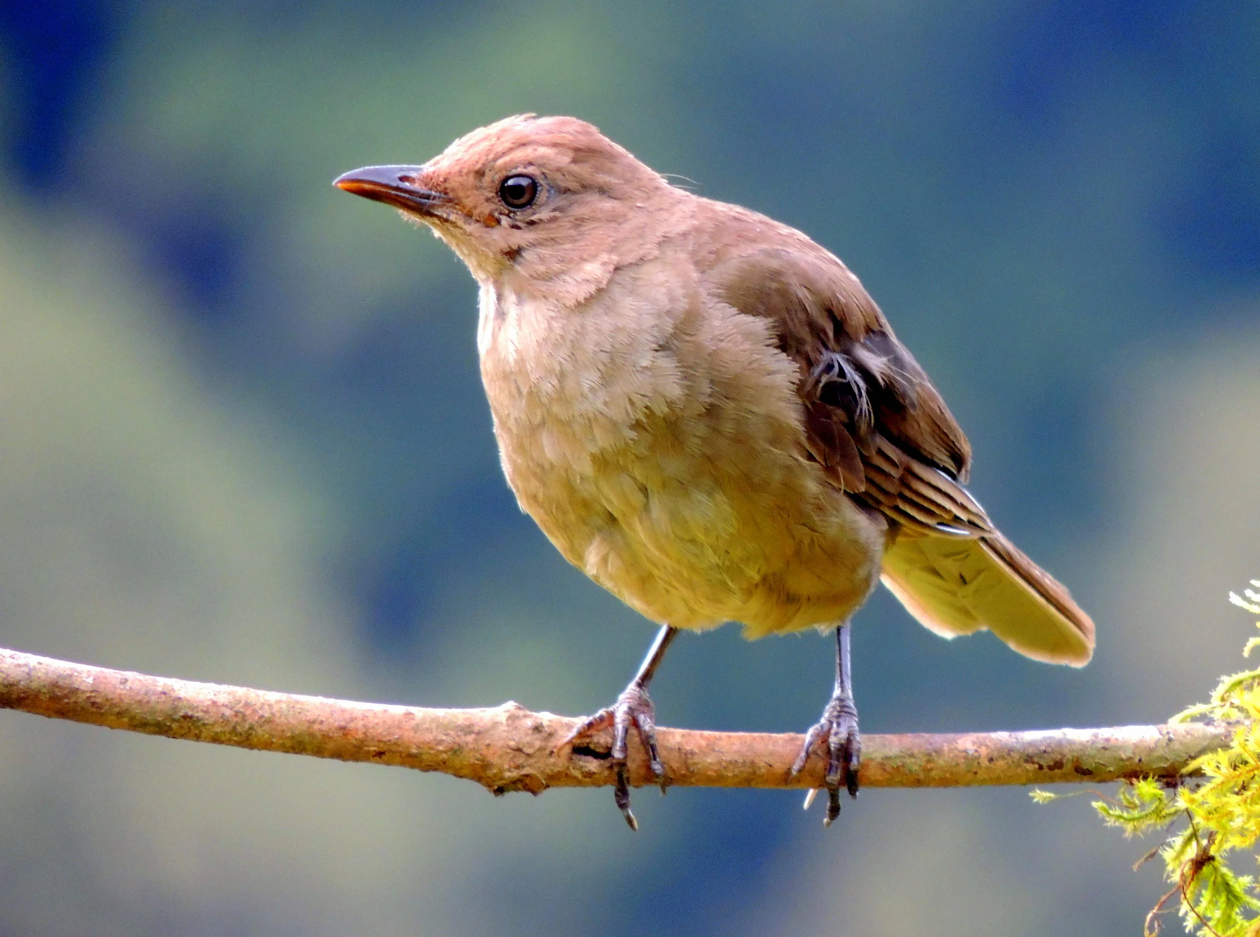 Clay-colored thrush (Turdus grayi)