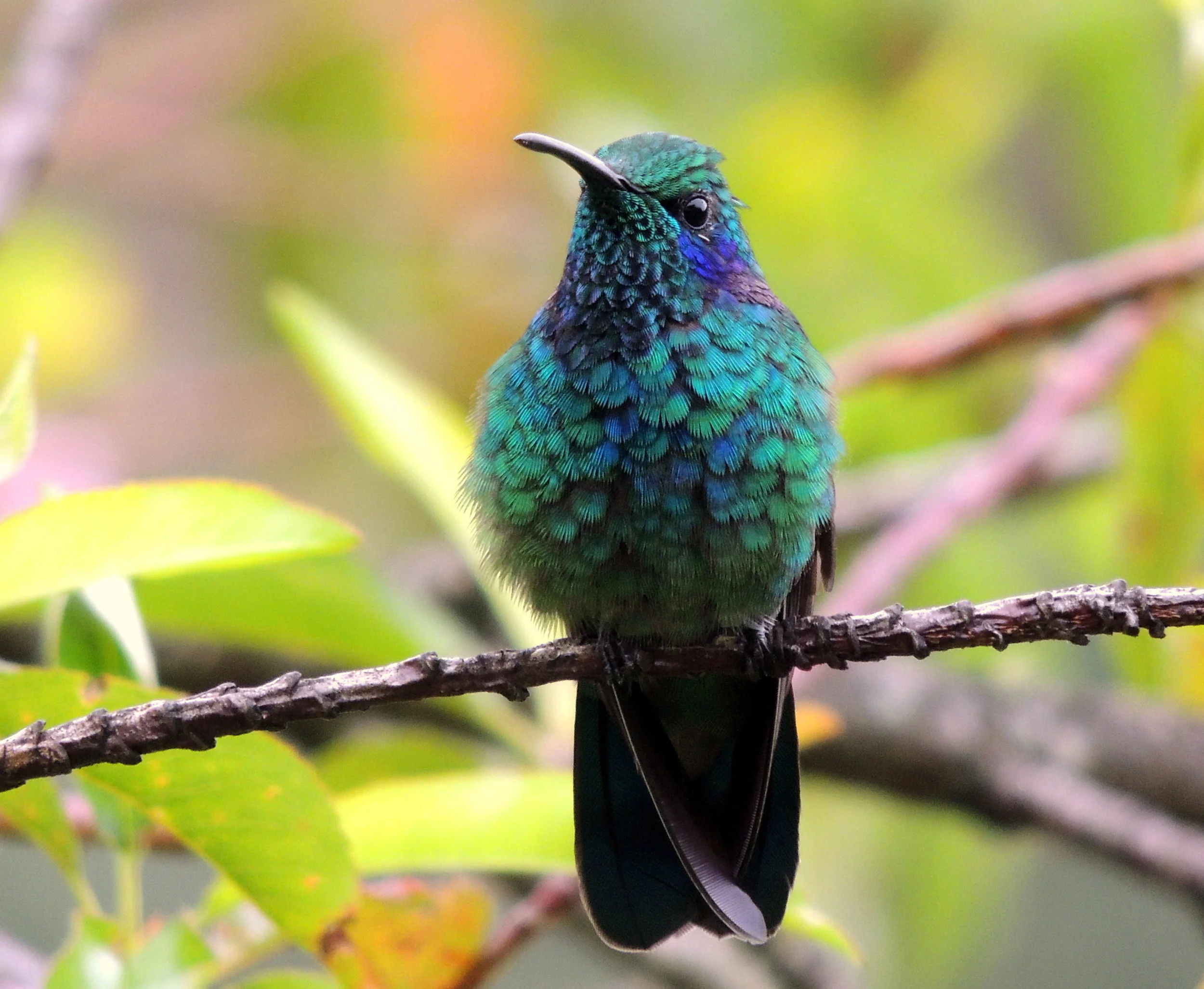 Green violetear (Colibri thalassinus)