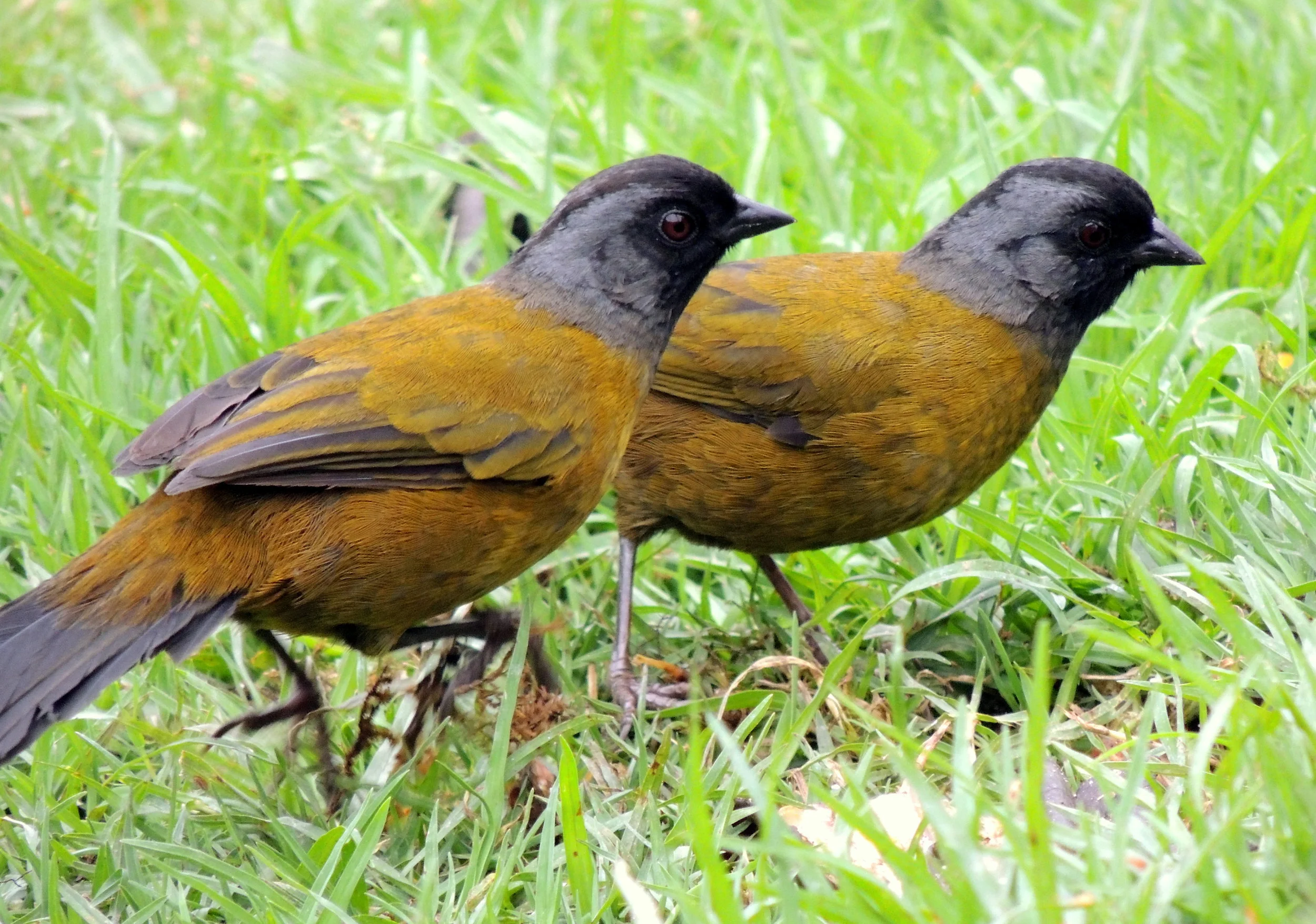 Large-footed finch (Pezopetes capitalis)