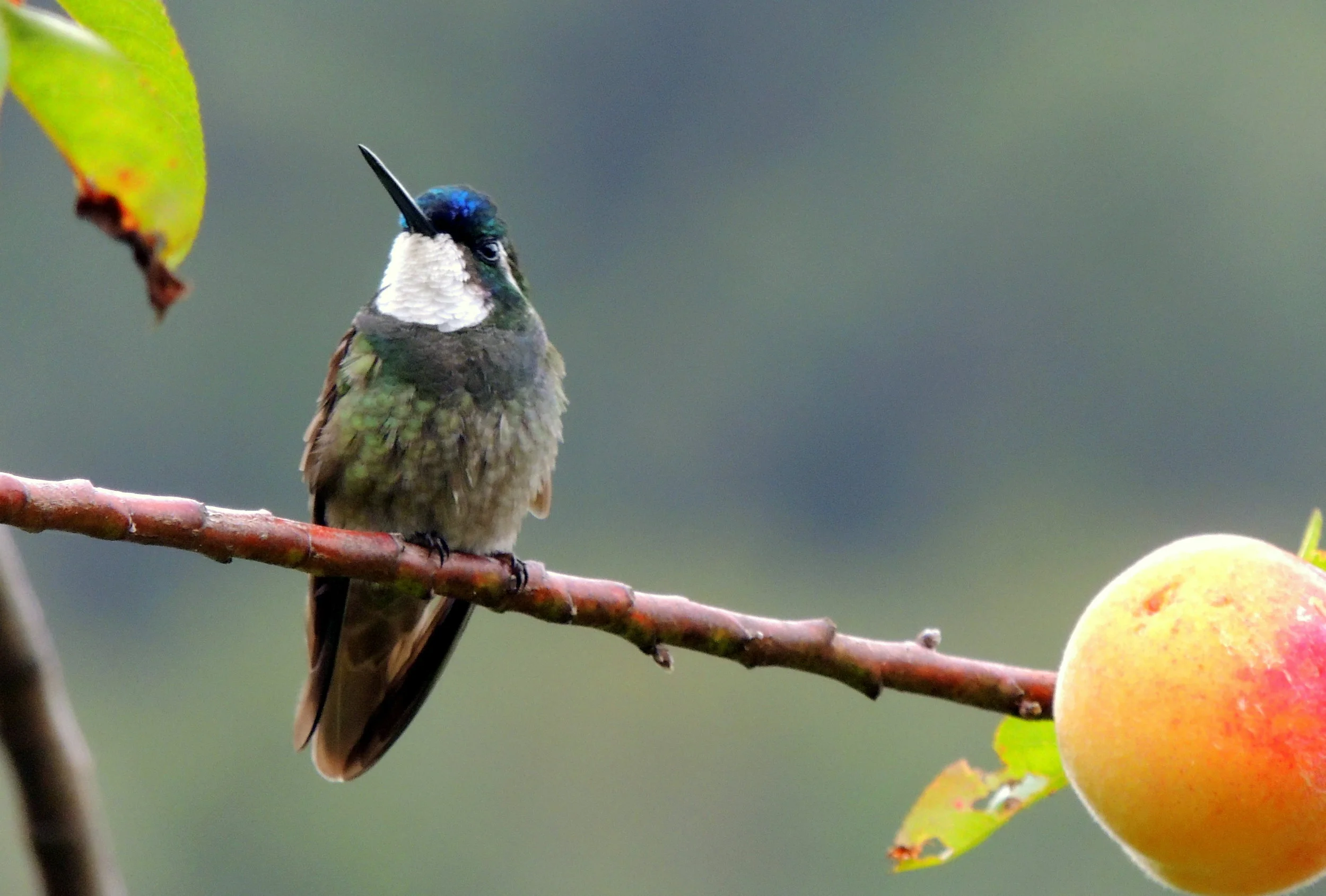 Mountain gem (Lampornis calolaemus)