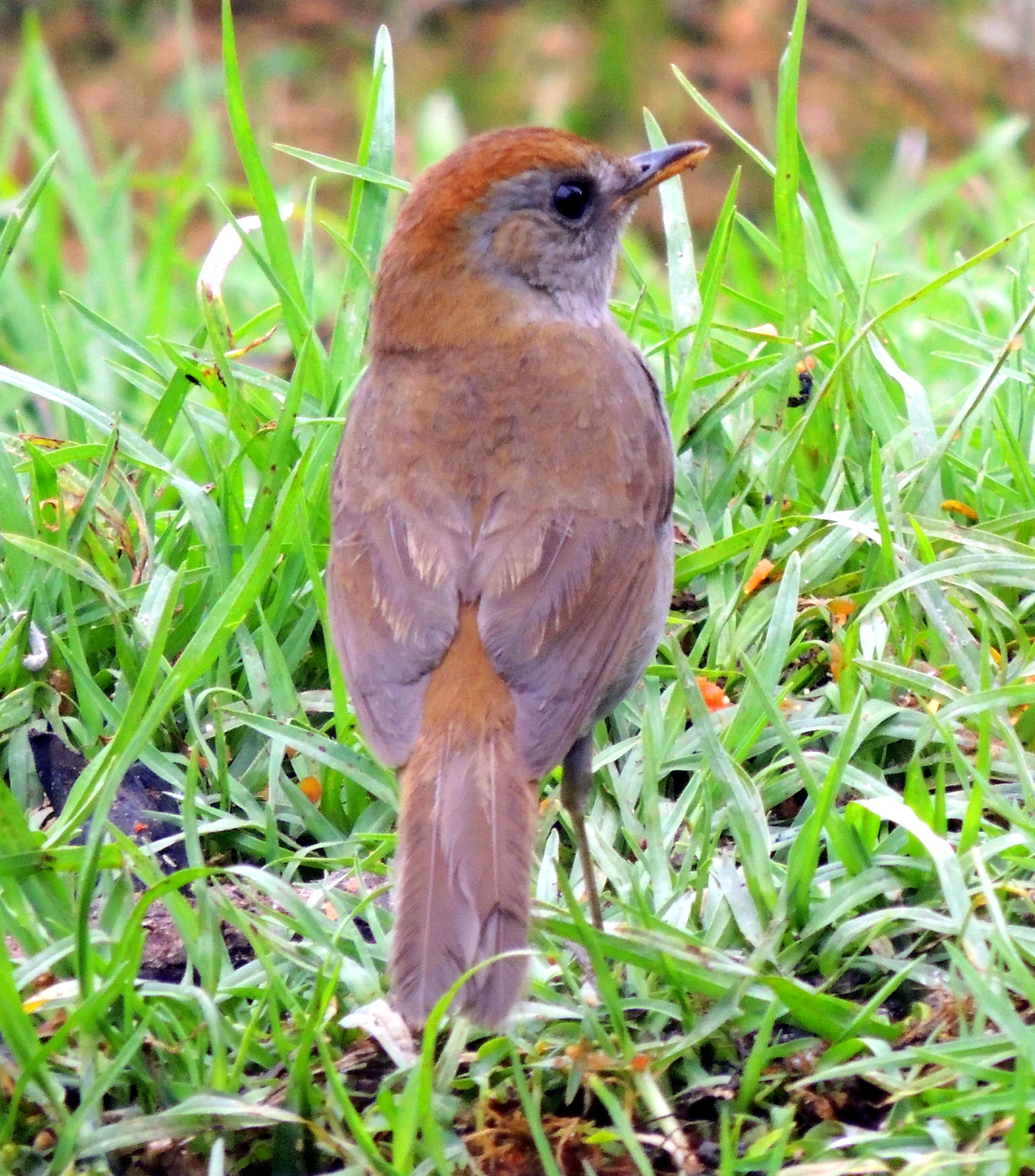 Ruddy-capped nightingale thrush (Catharus frantzii)