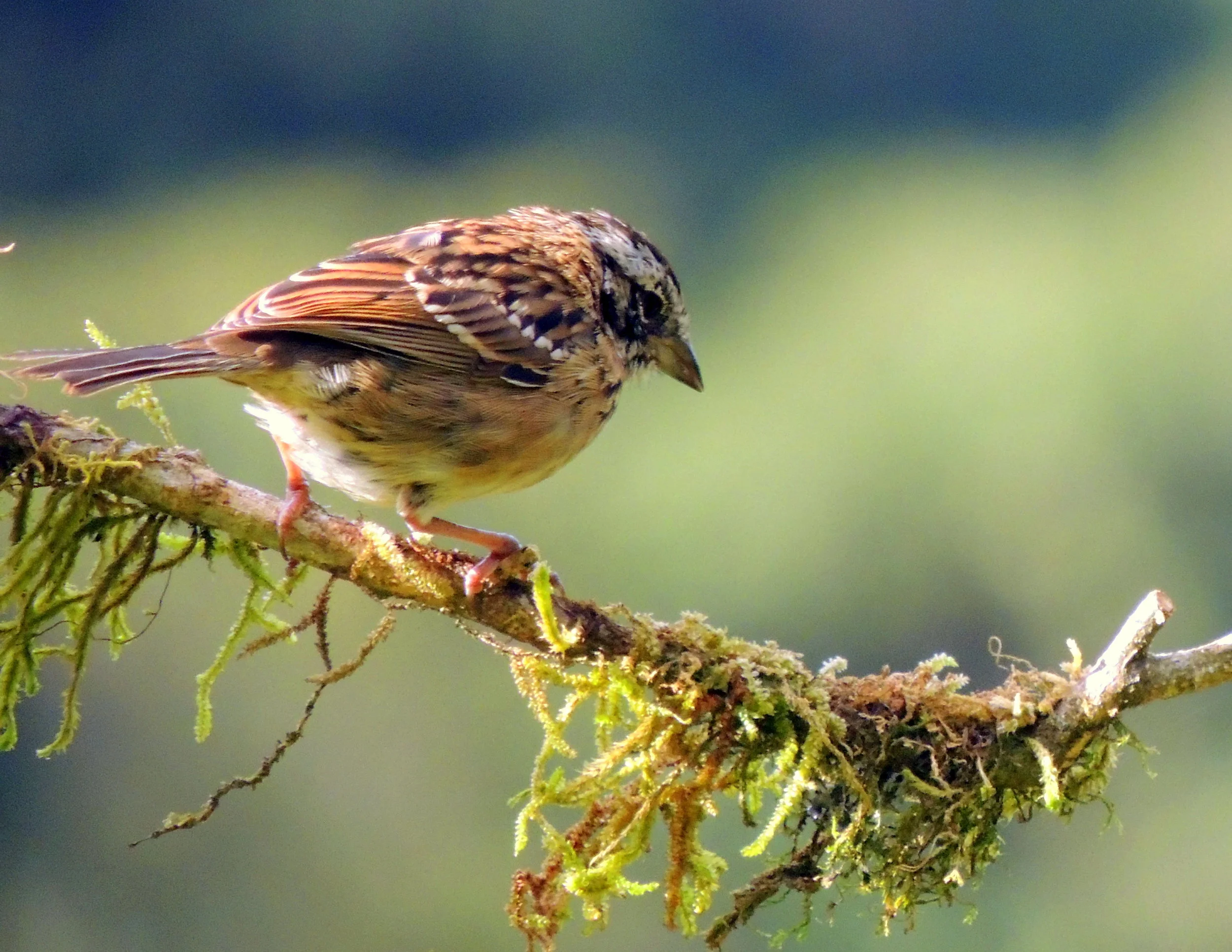 Rufous-collared sparrow (Zonotrichia capensis)