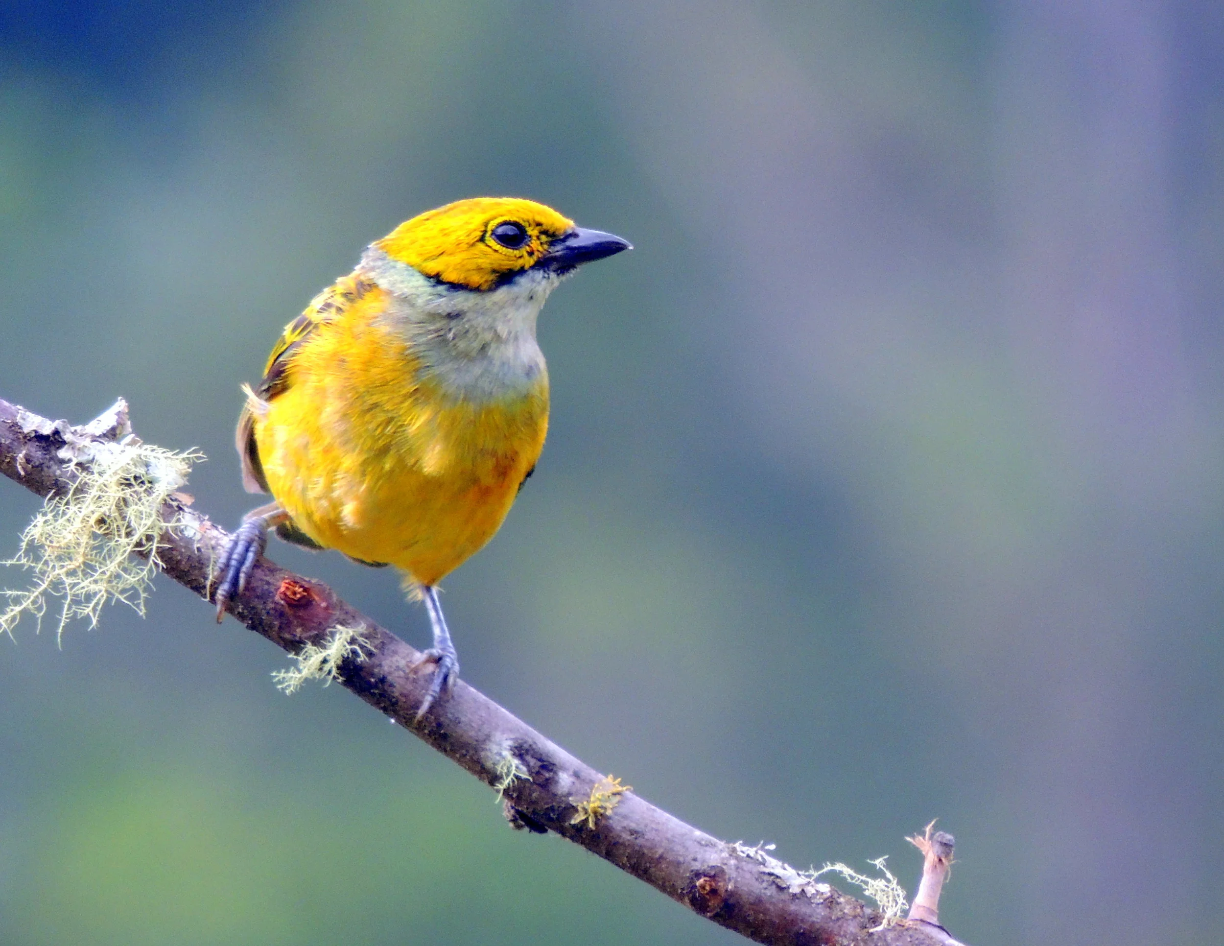 Silver-throated tanager (Tangara icterocephala)