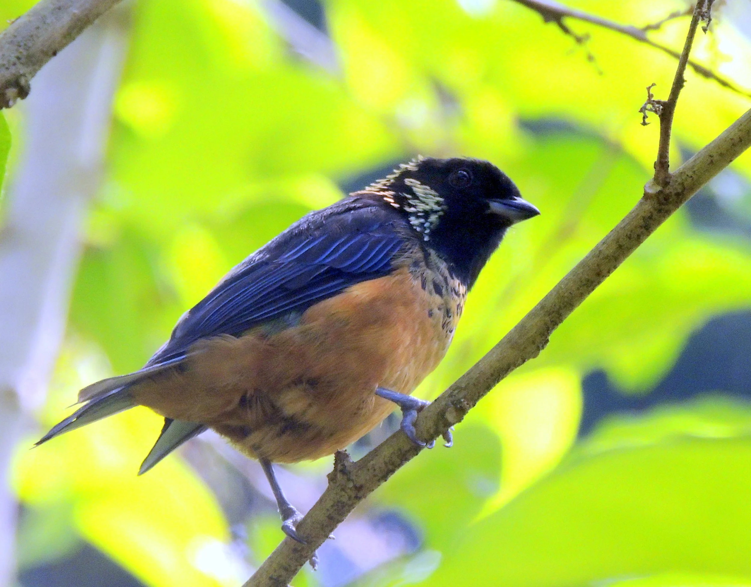 Spangle-cheeked Tanager (Tangara dowii)