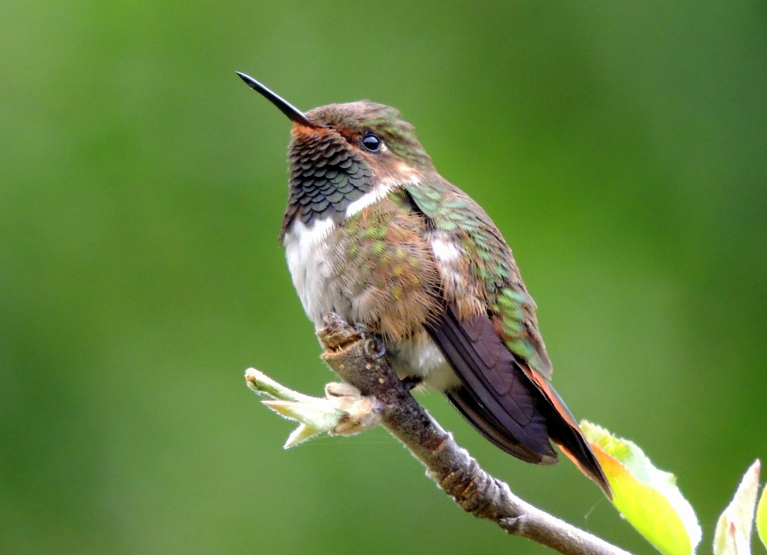 Volcano hummingbird (Selasphorus flammula)