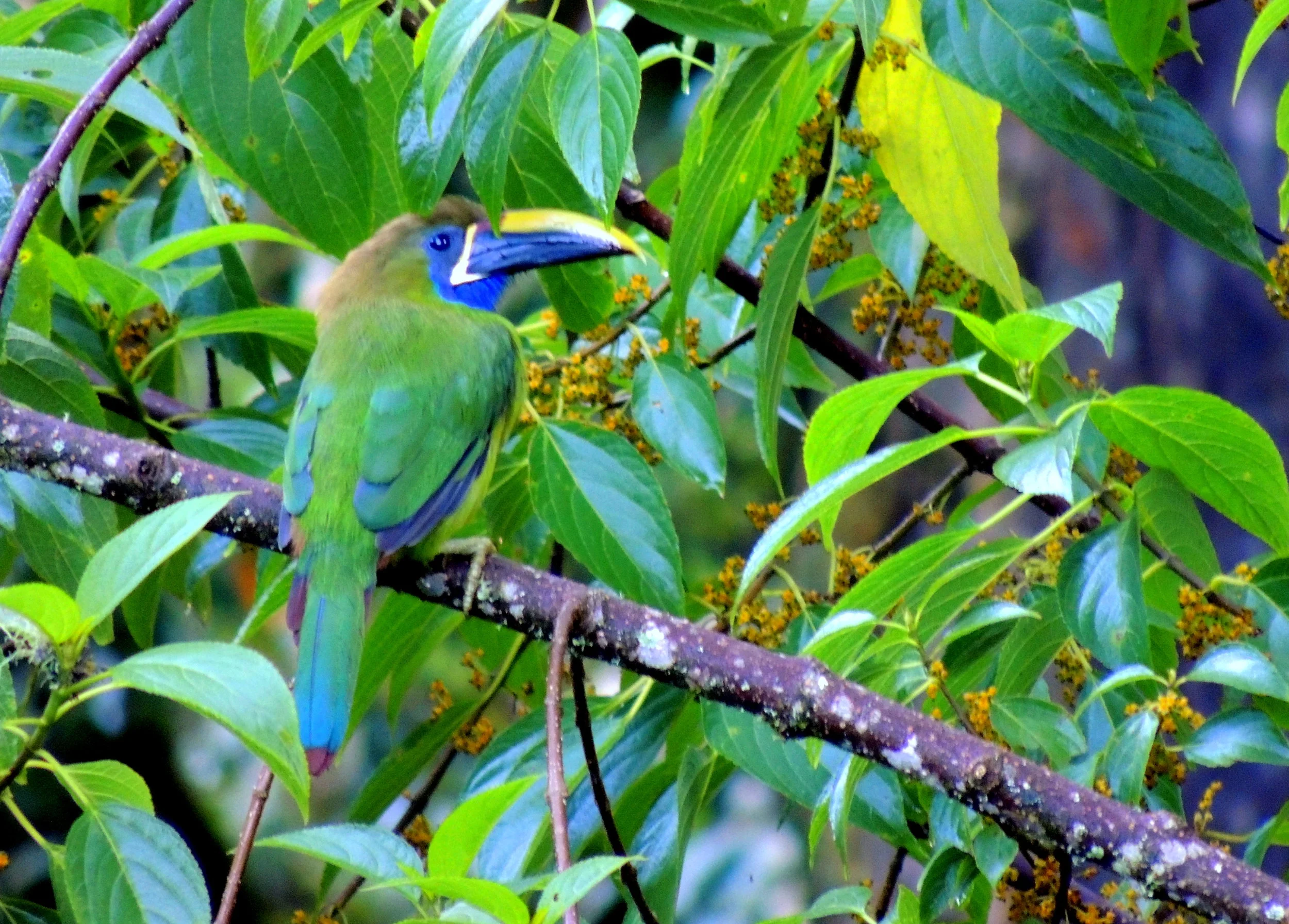 Emerald toucanet (Aulacorhynchus prasinus)