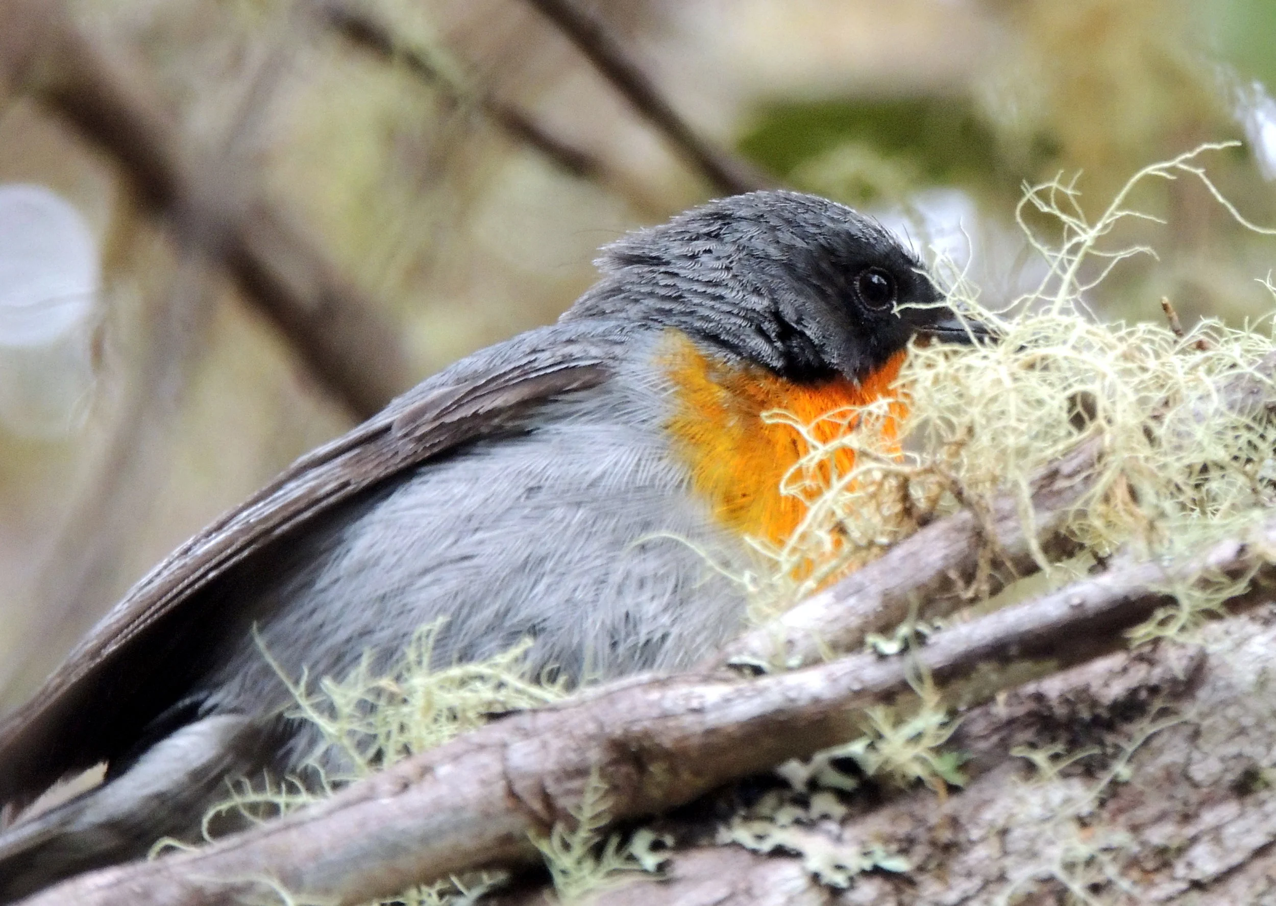 Flame-throated warbler (Oreothlypis gutturalis)